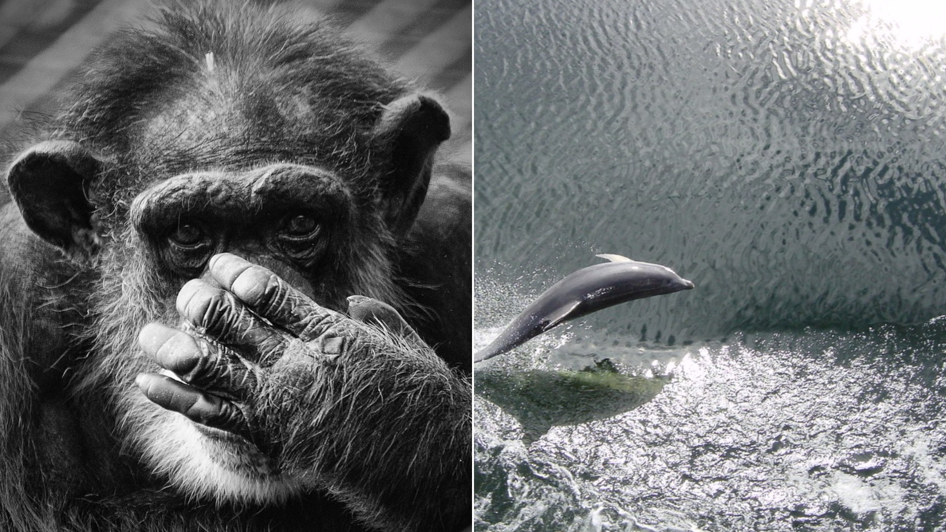 The Most Intelligent Animals on Earth