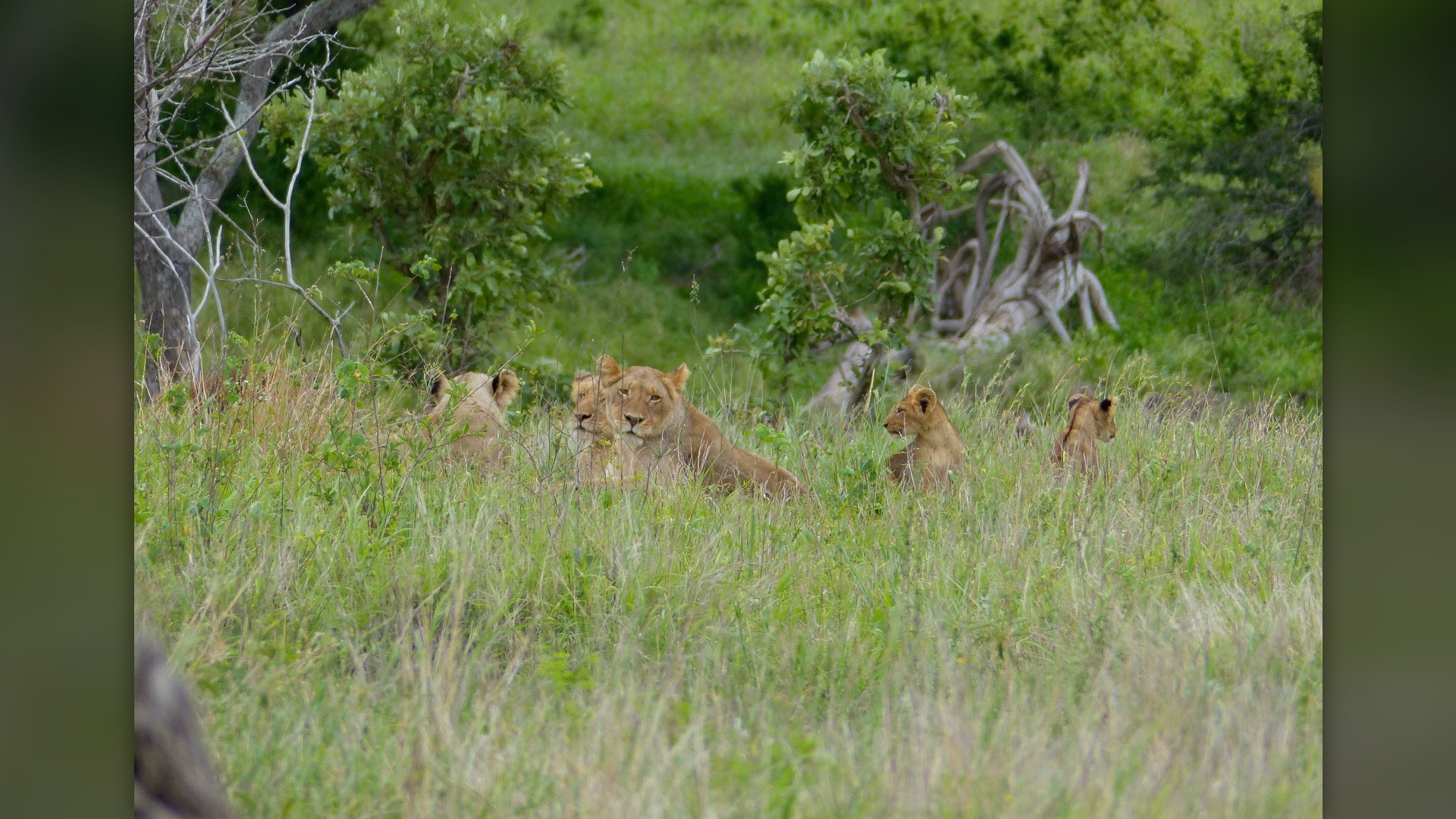 11. Protecting The Bloodline