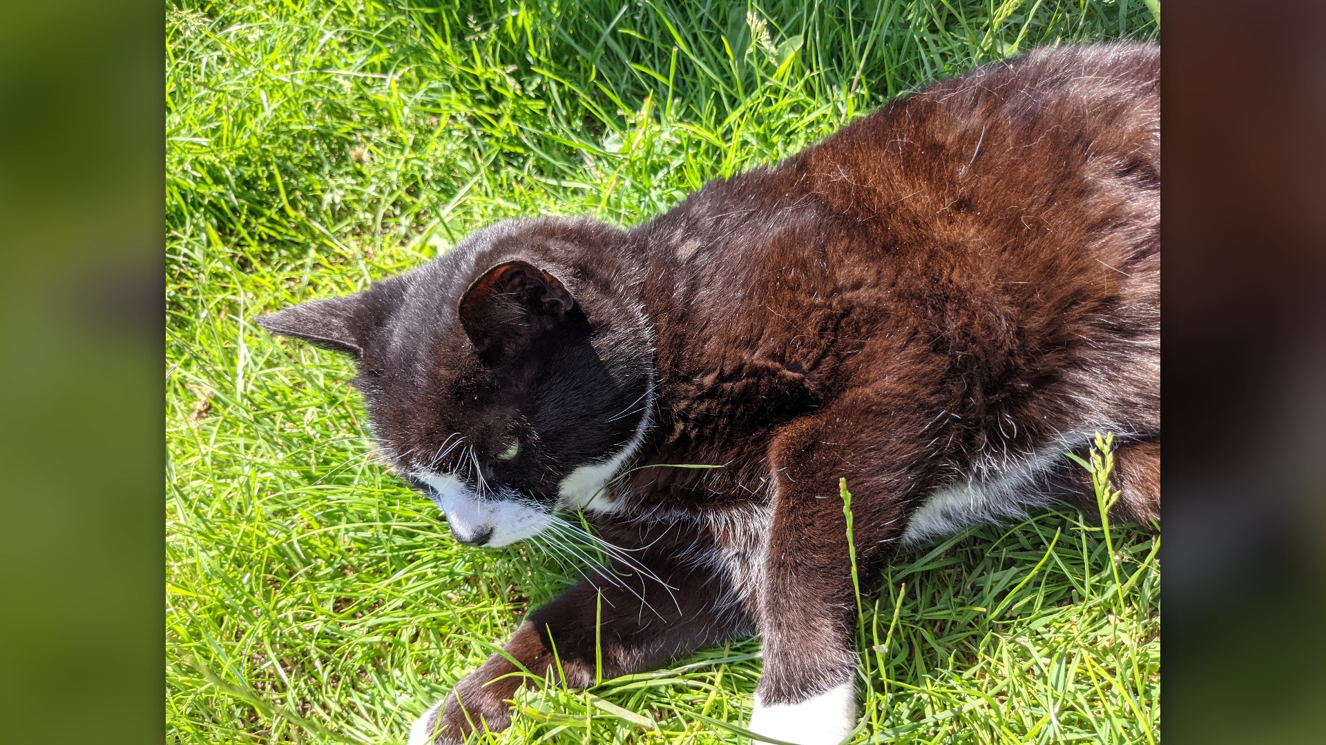 Black cat lounging in direct sunlight showing rusty brown fur tones