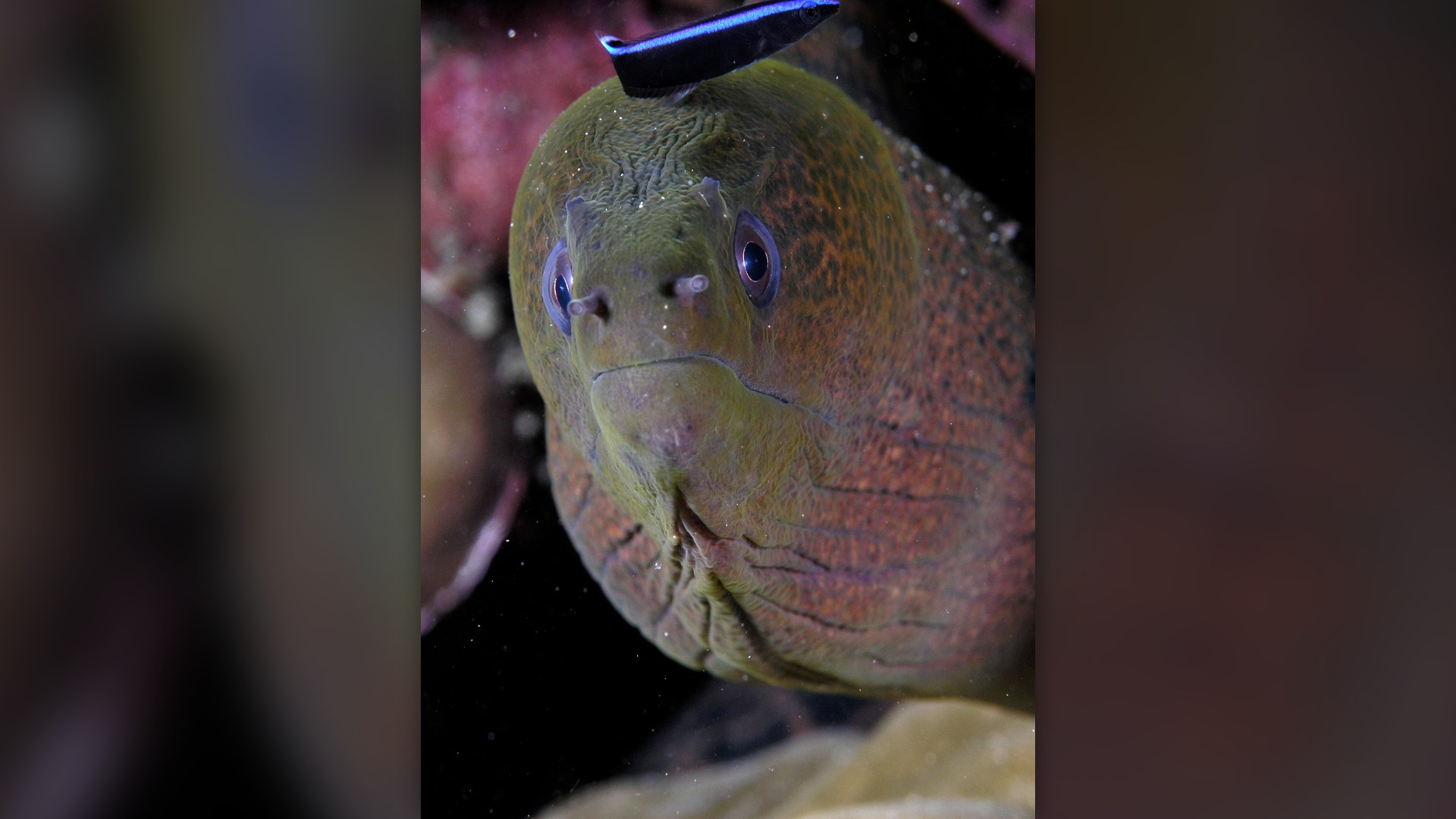 4. Moray Eel And Cleaner Wrasse