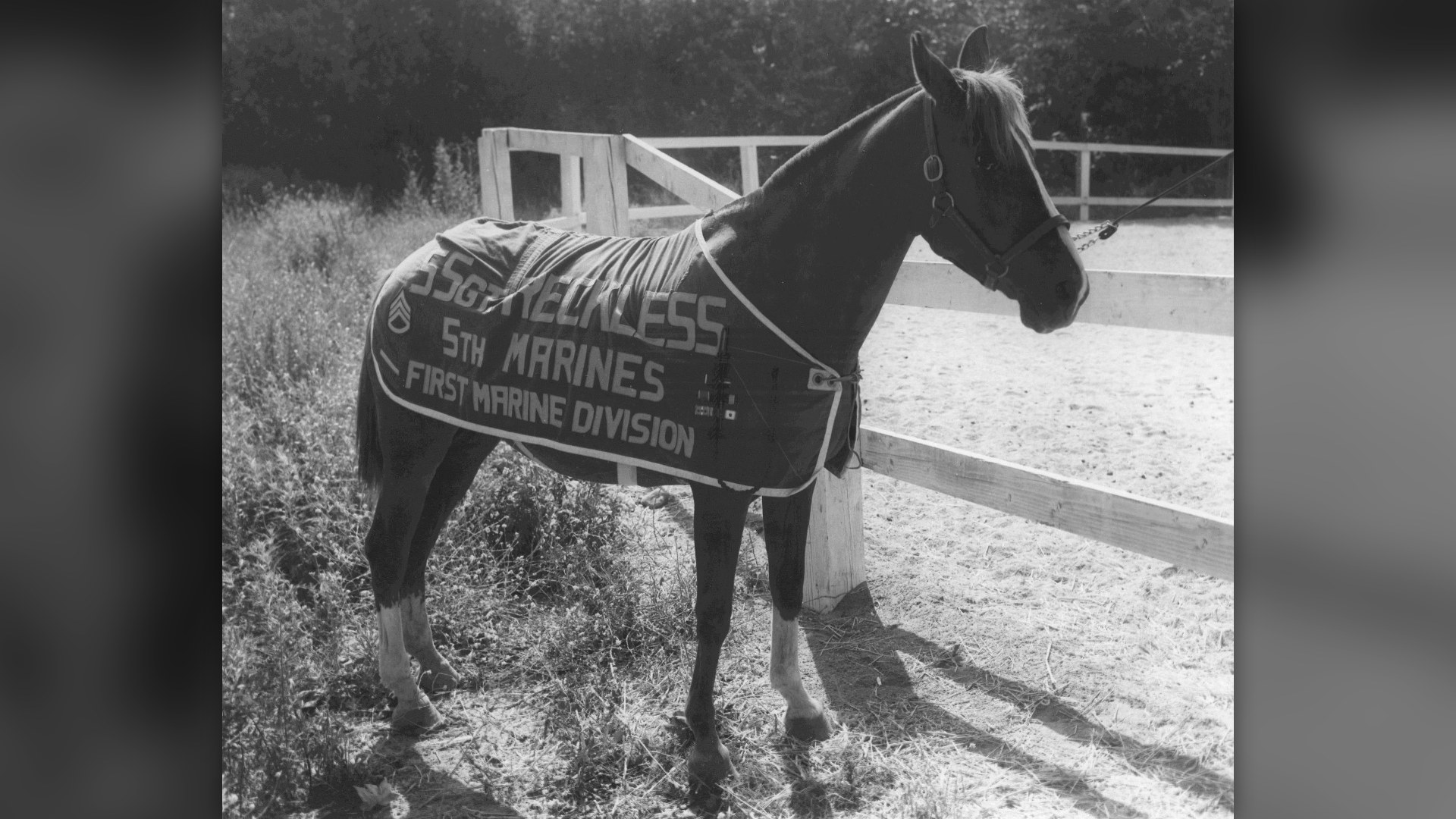 3. Sgt. Reckless The Marine (1953)
