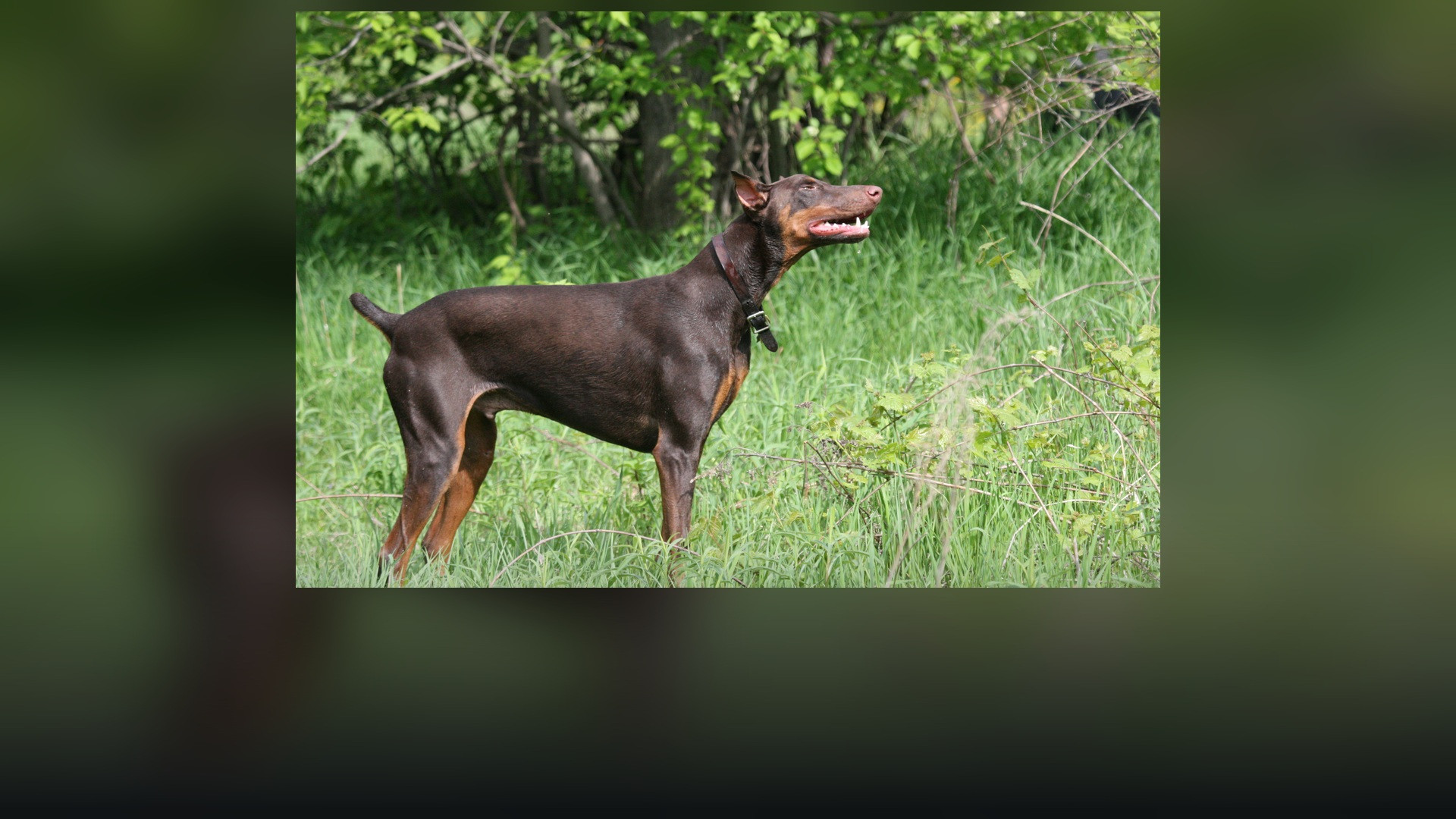 A sleek red Doberman Pinscher standing in profile on an open lawn.