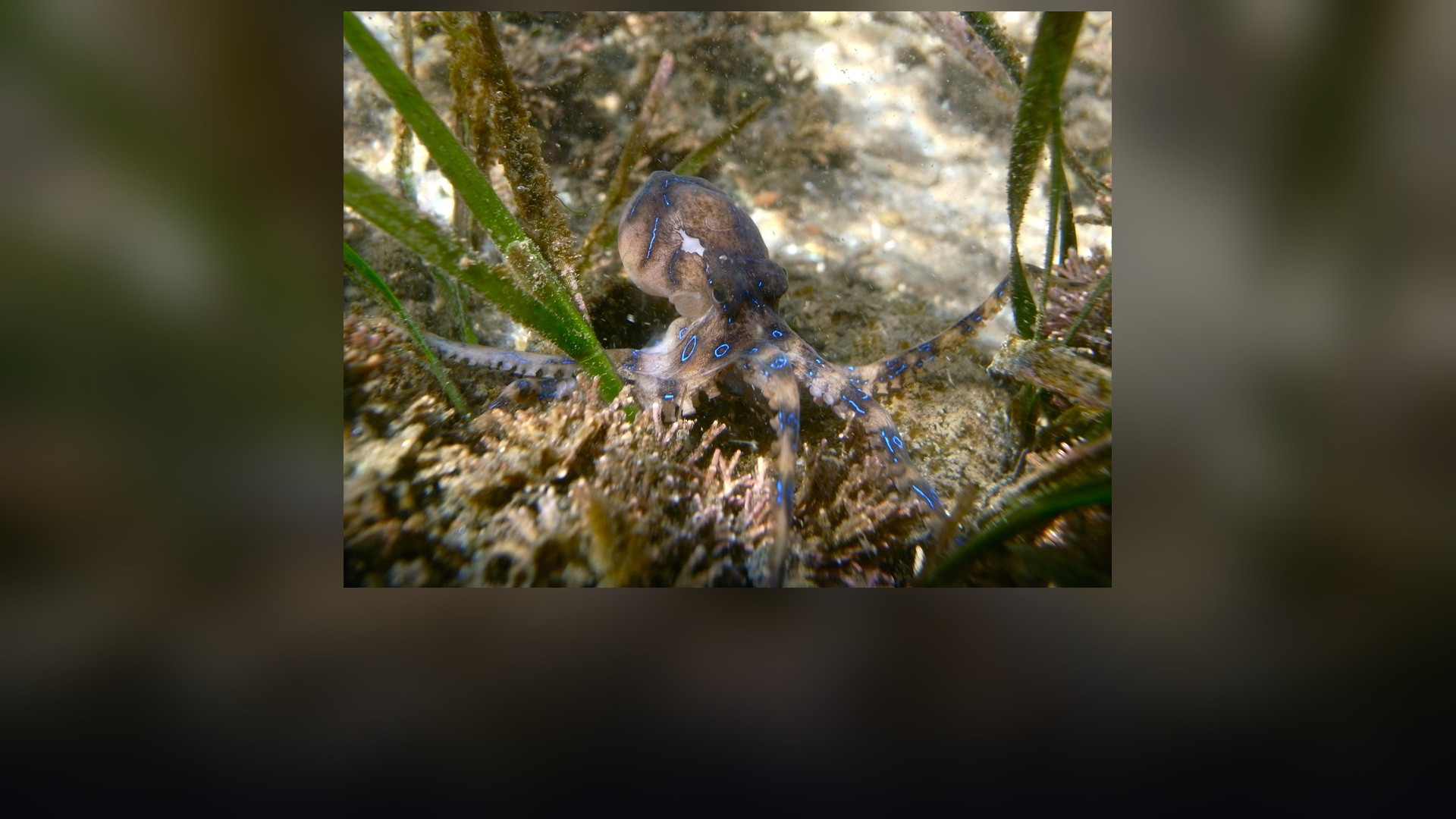 A blue-ringed octopus with brilliant electric blue rings perched underwater on rock.