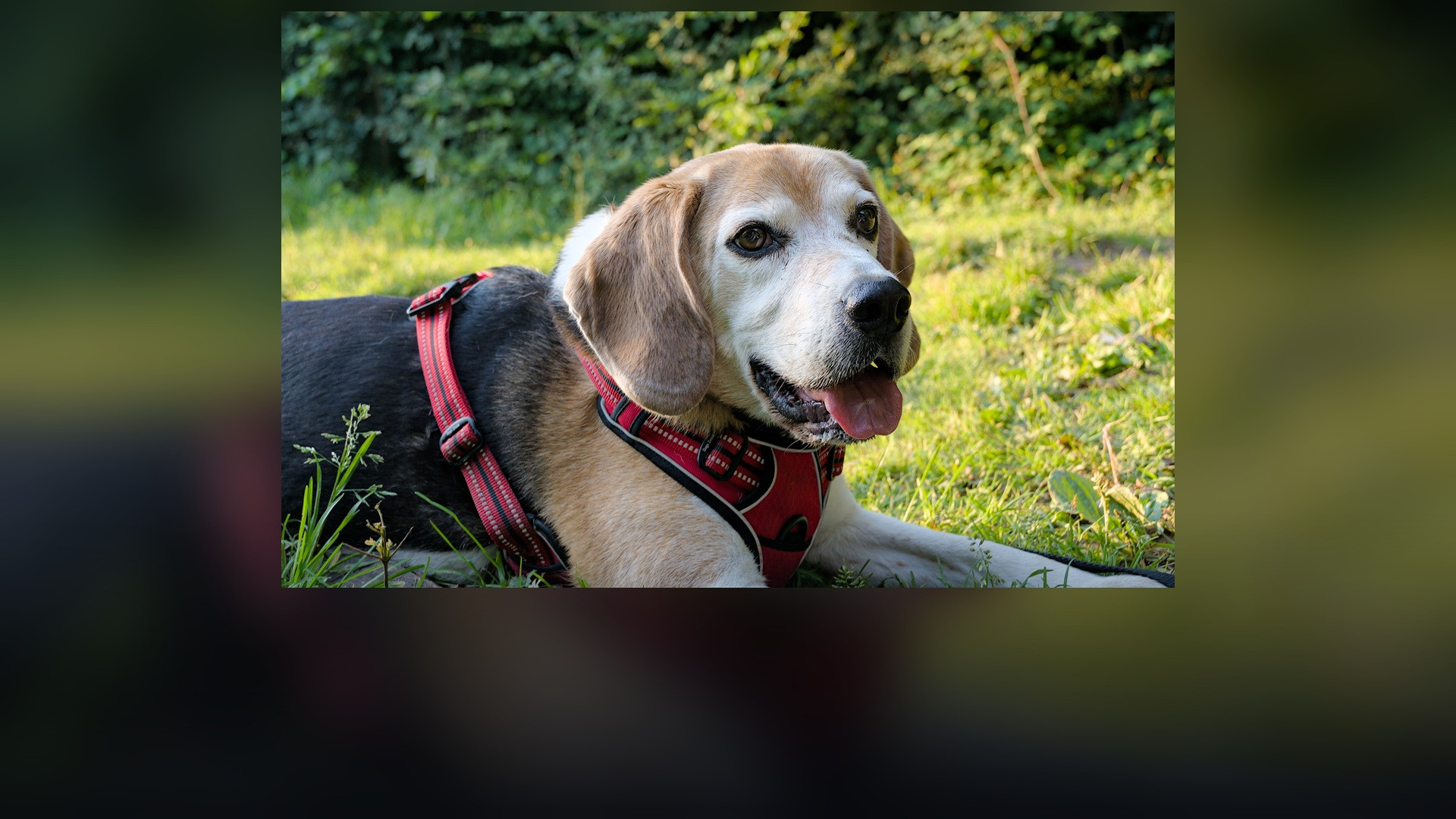 A tricolor Beagle standing alert in an open meadow in Viroinval.