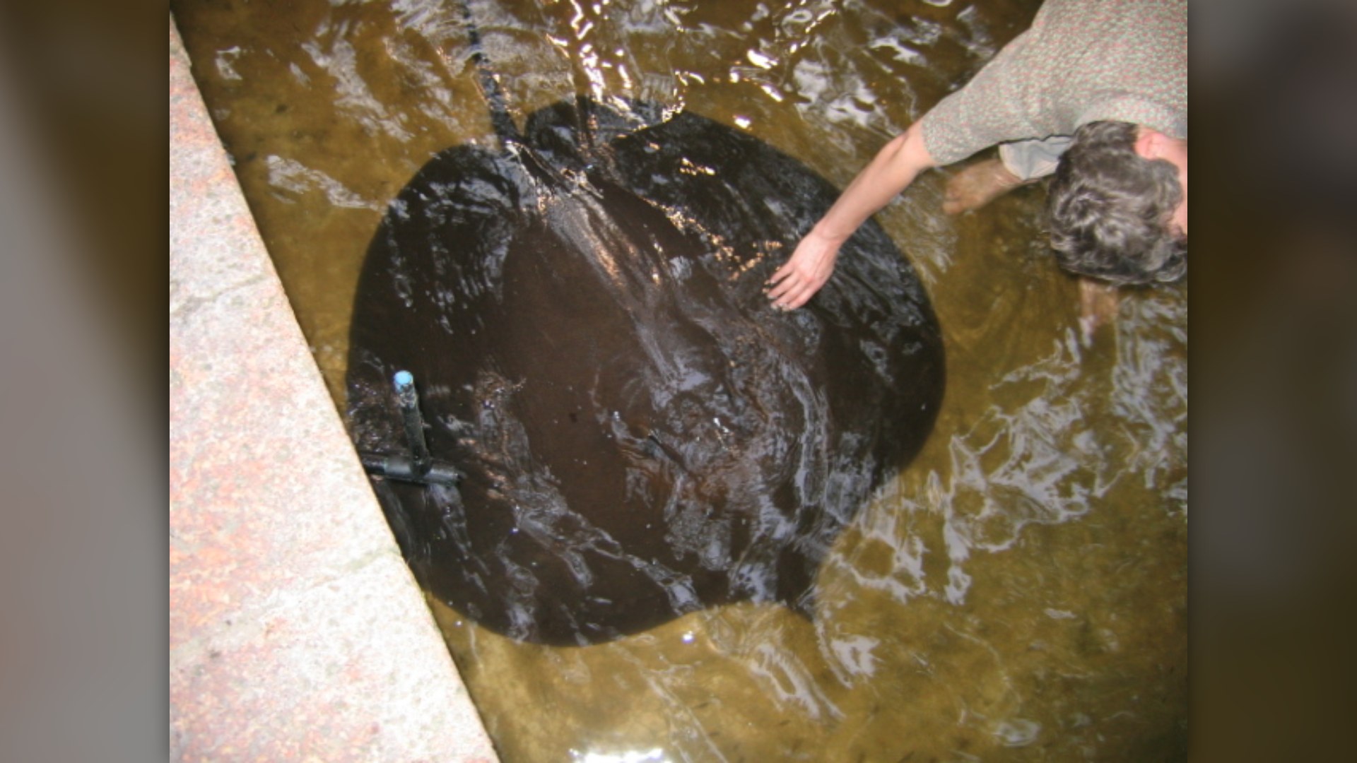 4. Giant Freshwater Stingray