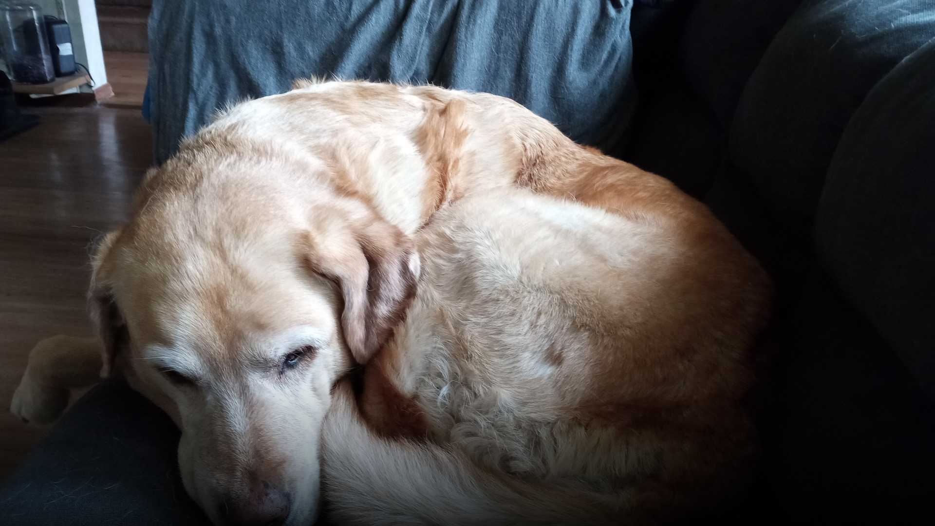 An eager Labrador Retriever looking up with an intense, begging expression.