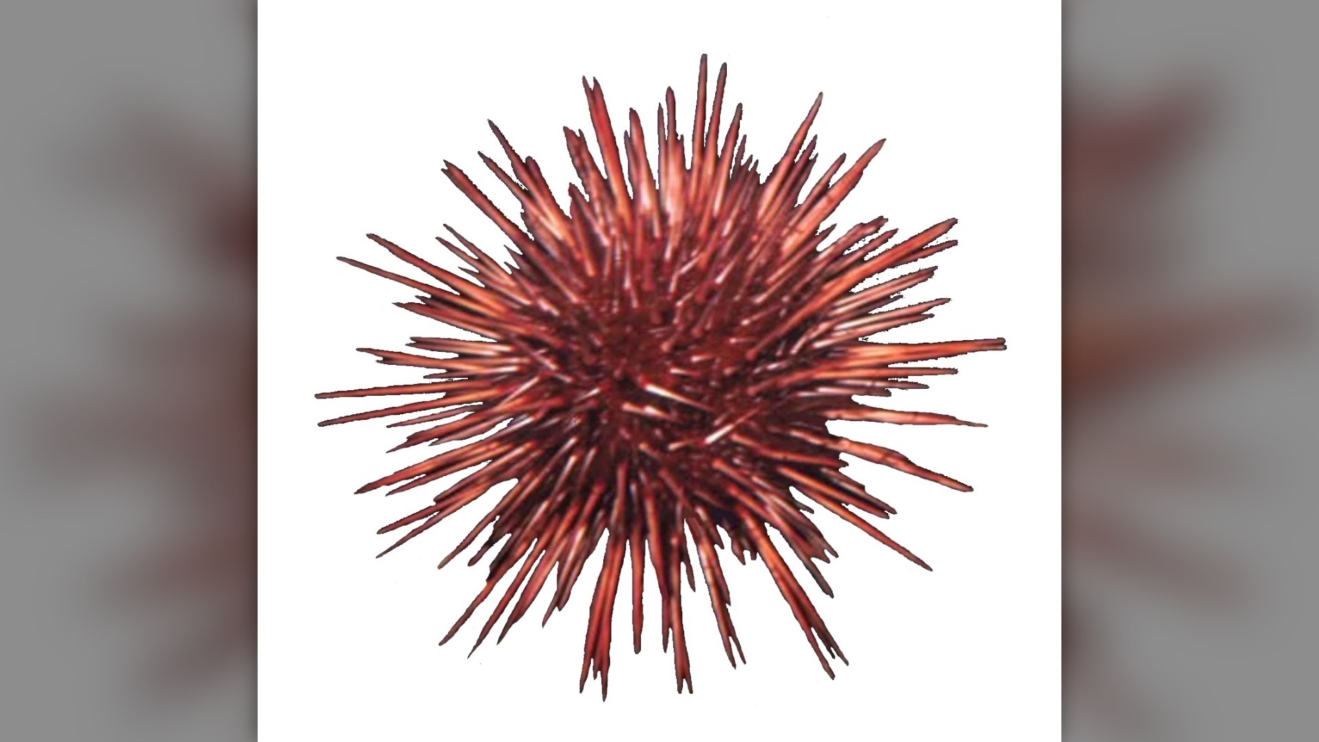 6. Red Sea Urchin
