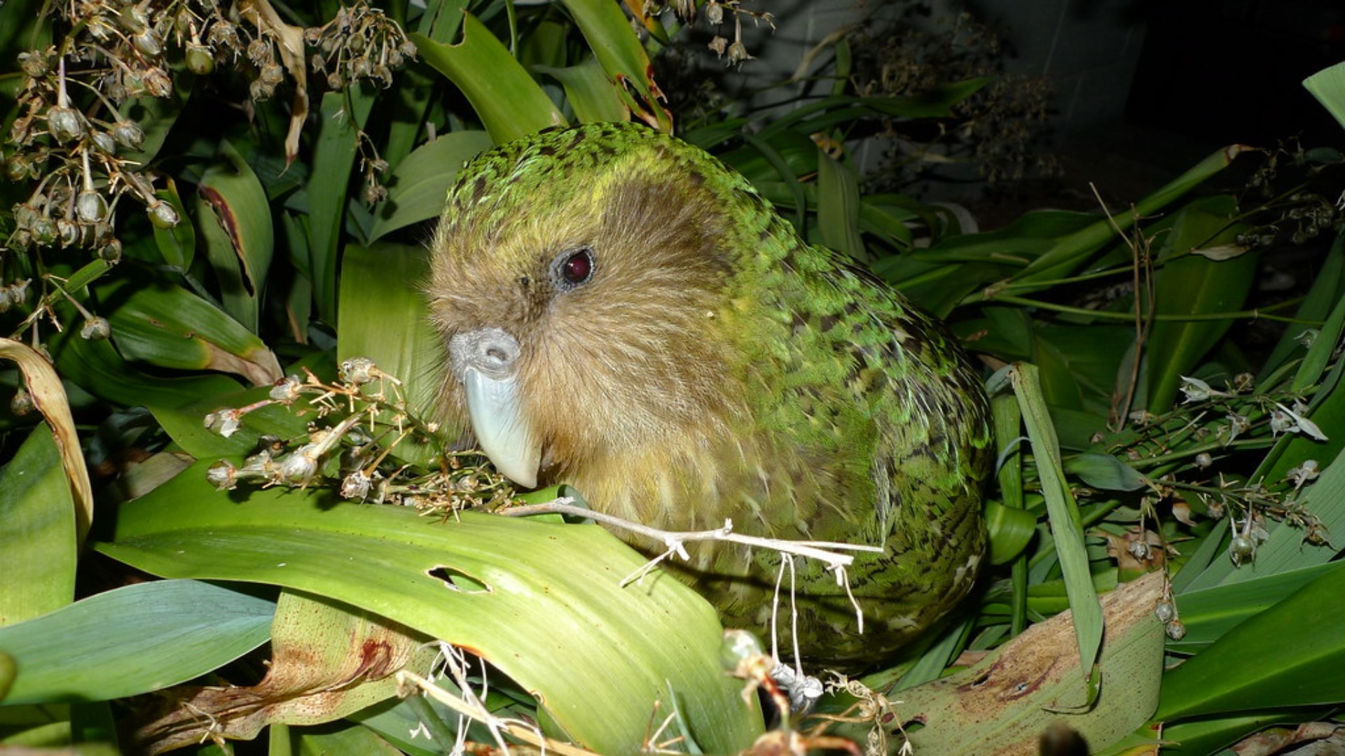 9. The Kakapo's Lonely Mating Call