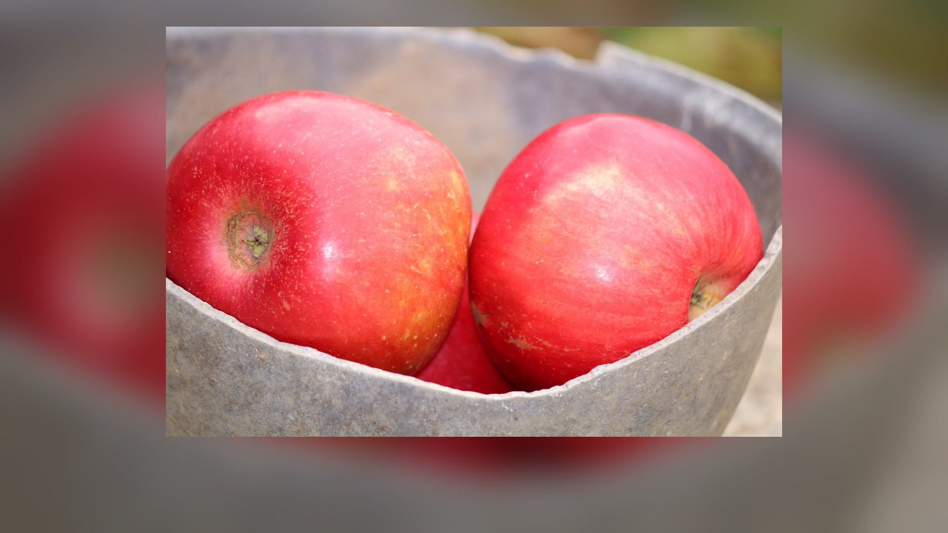 Fresh red apples in an orchard crate with dewy leaves.
