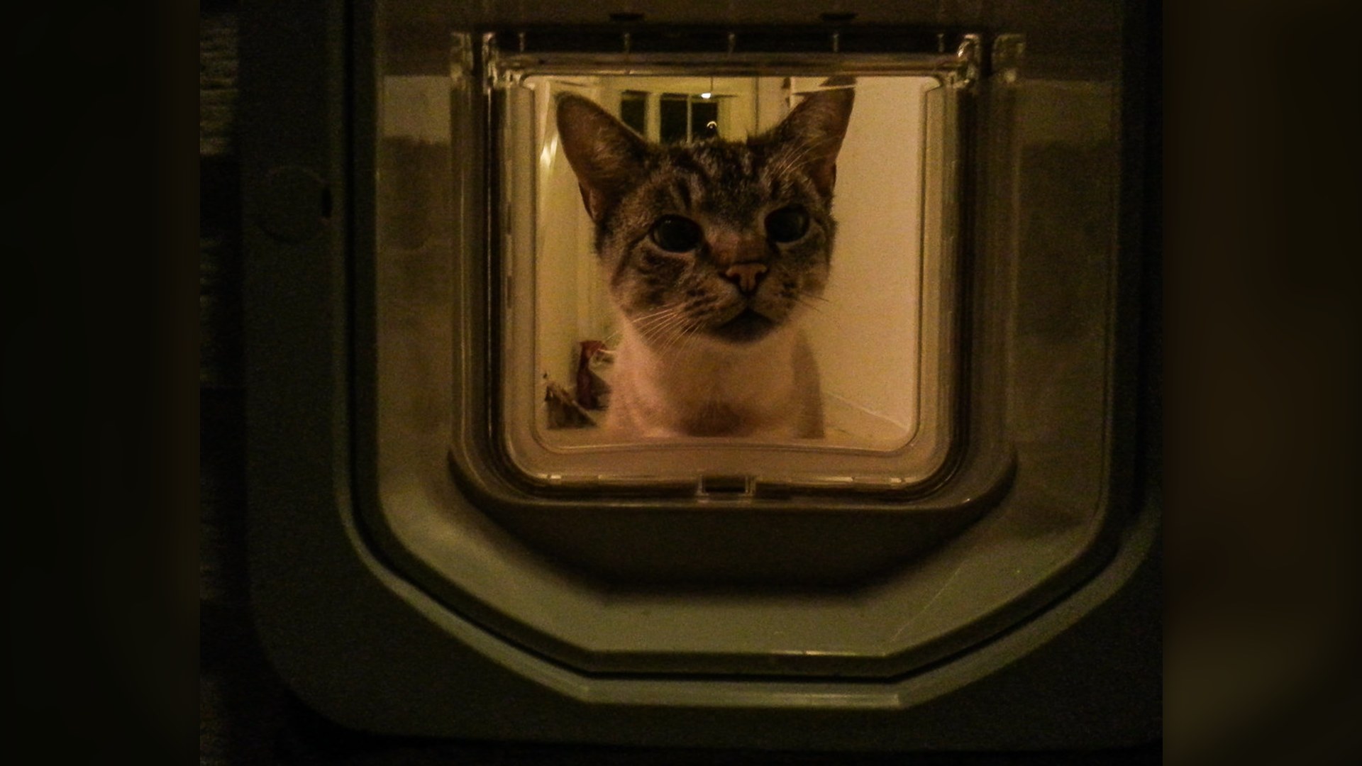 Cat looking through an automated RFID electronic microchip cat flap pet door