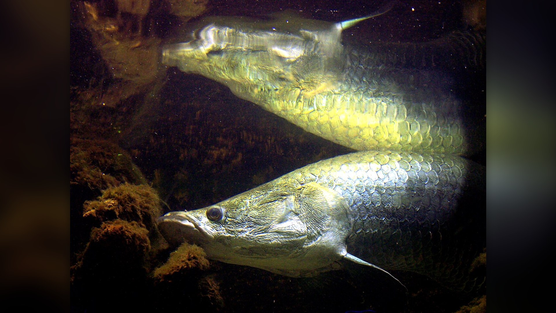 5. Arapaima