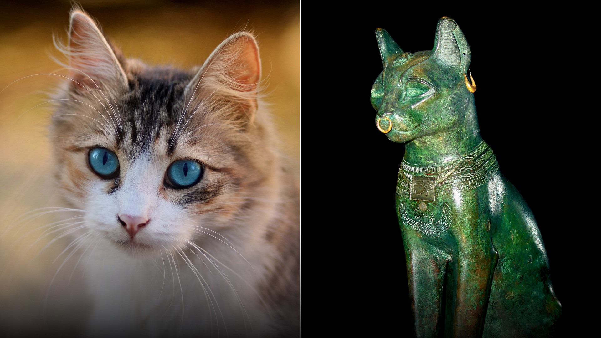 20 Unbelievable Facts About Cats You Didn't Know