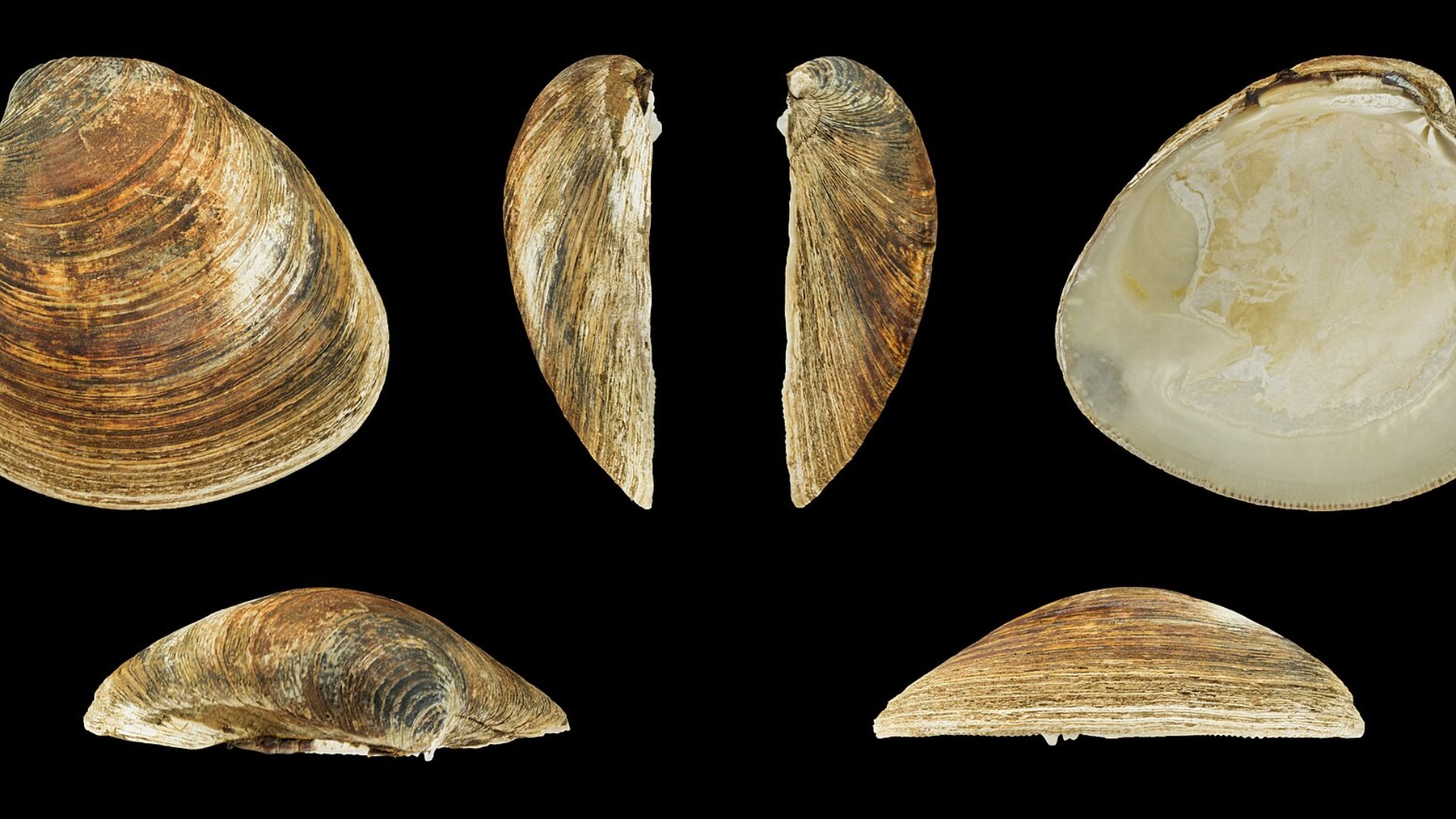 4. Ocean Quahog Clam