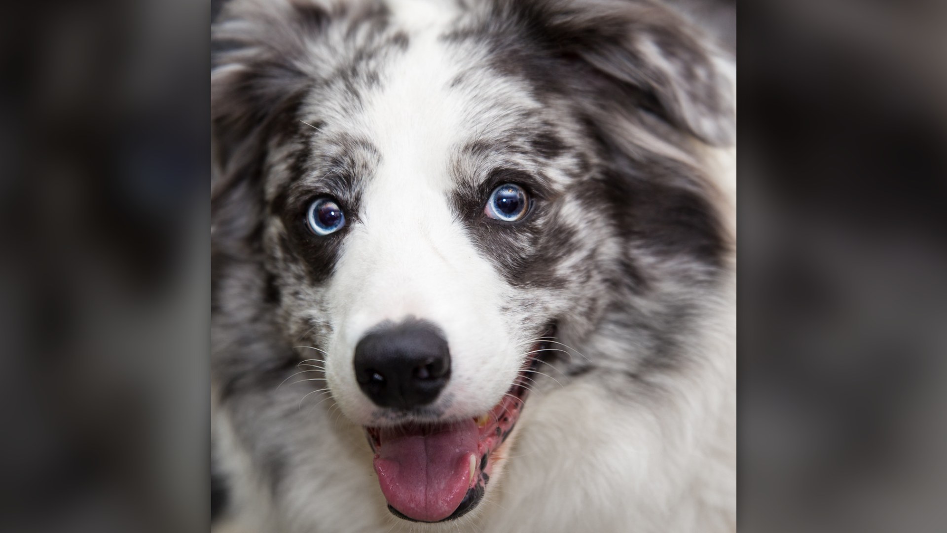 #11. The Border Collie