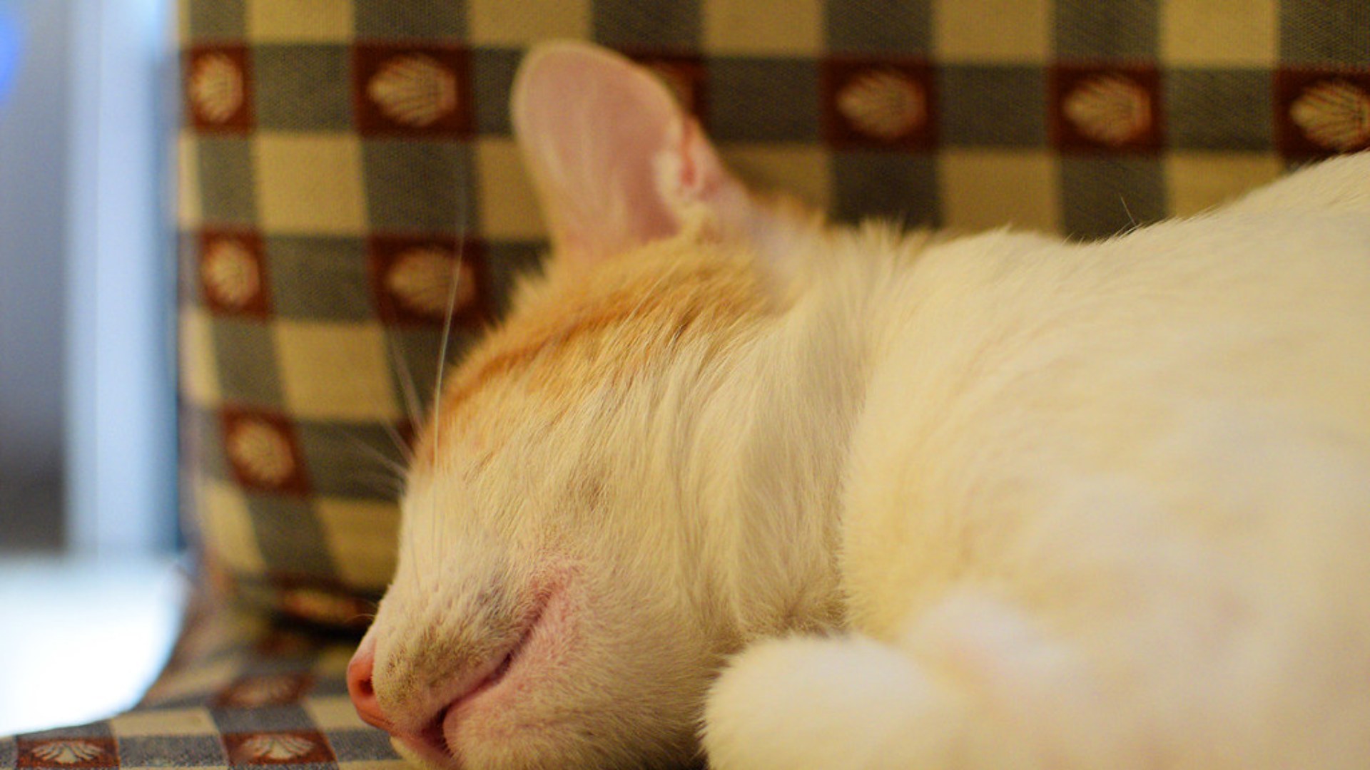 5. Each Cat Ear Has 32 Muscles Inside
