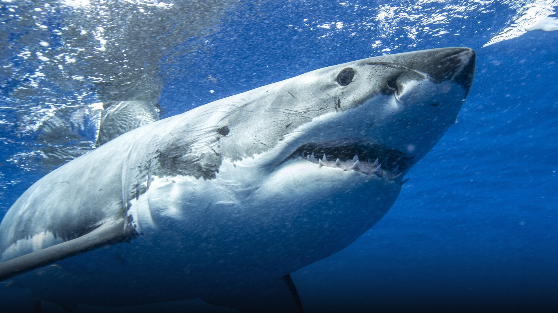 Large great white shark swimming powerfully through deep blue ocean water.