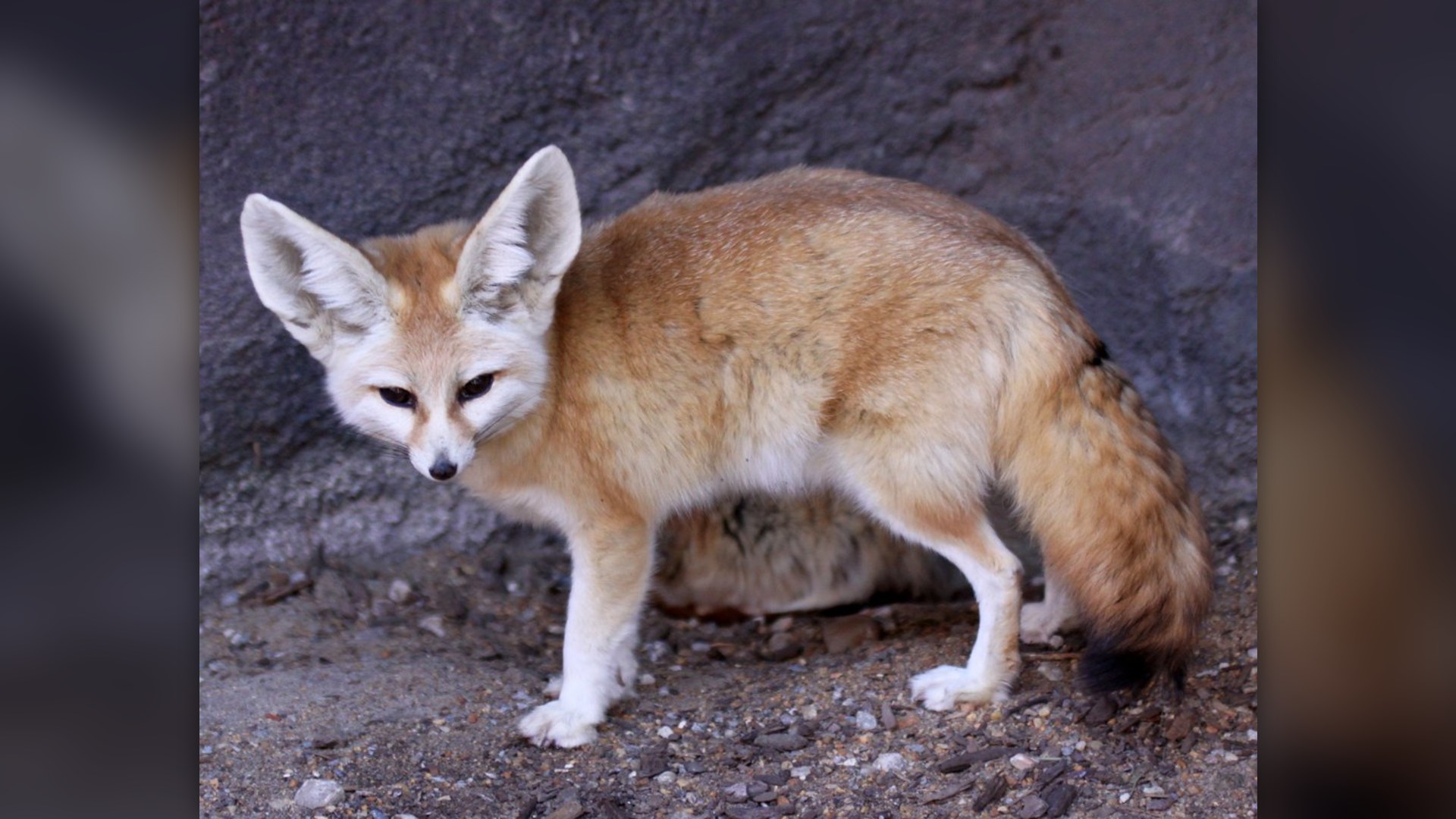A fennec fox with large ears peeking outdoors