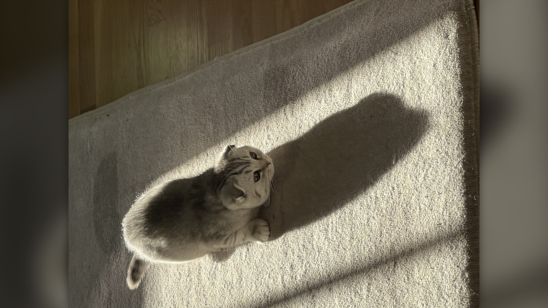 Round-faced Scottish Fold cat with folded ears