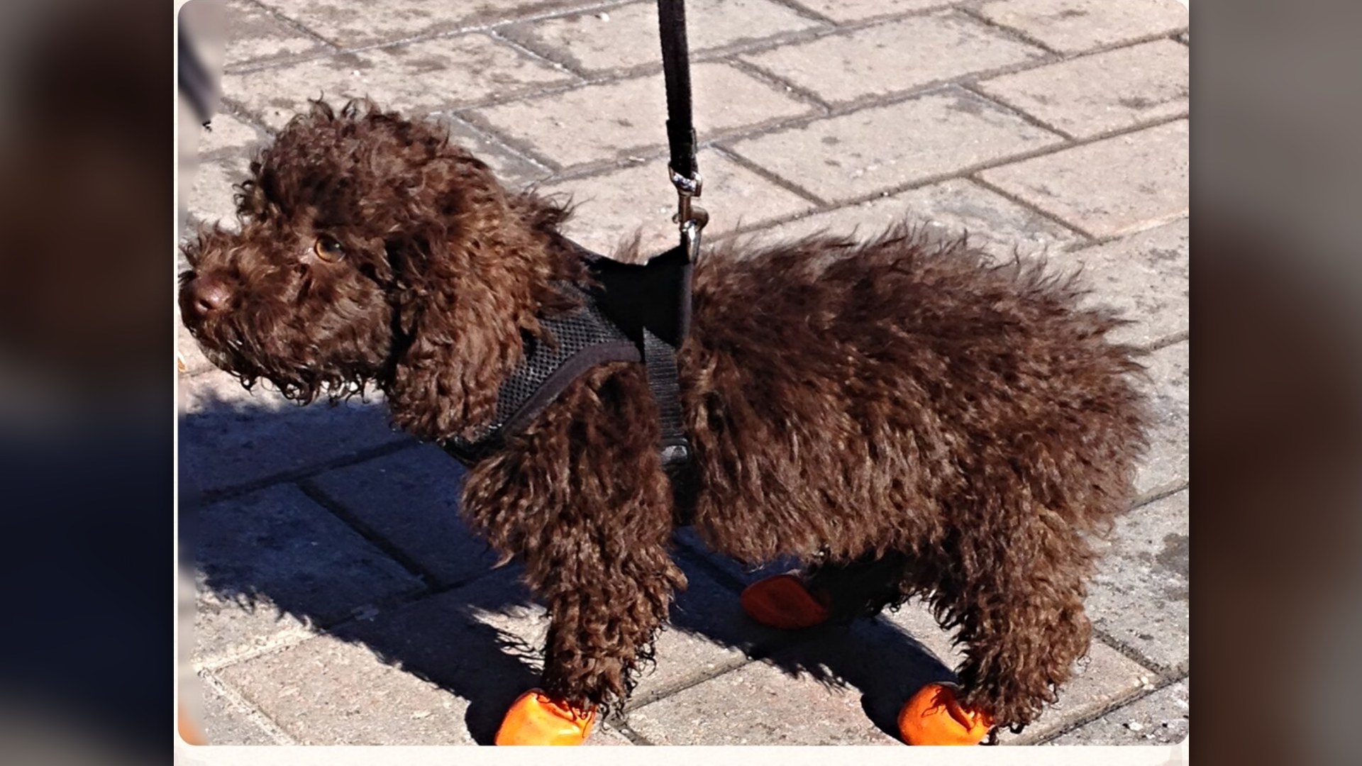 Dog wearing protective red rubber-sole booties on front paws