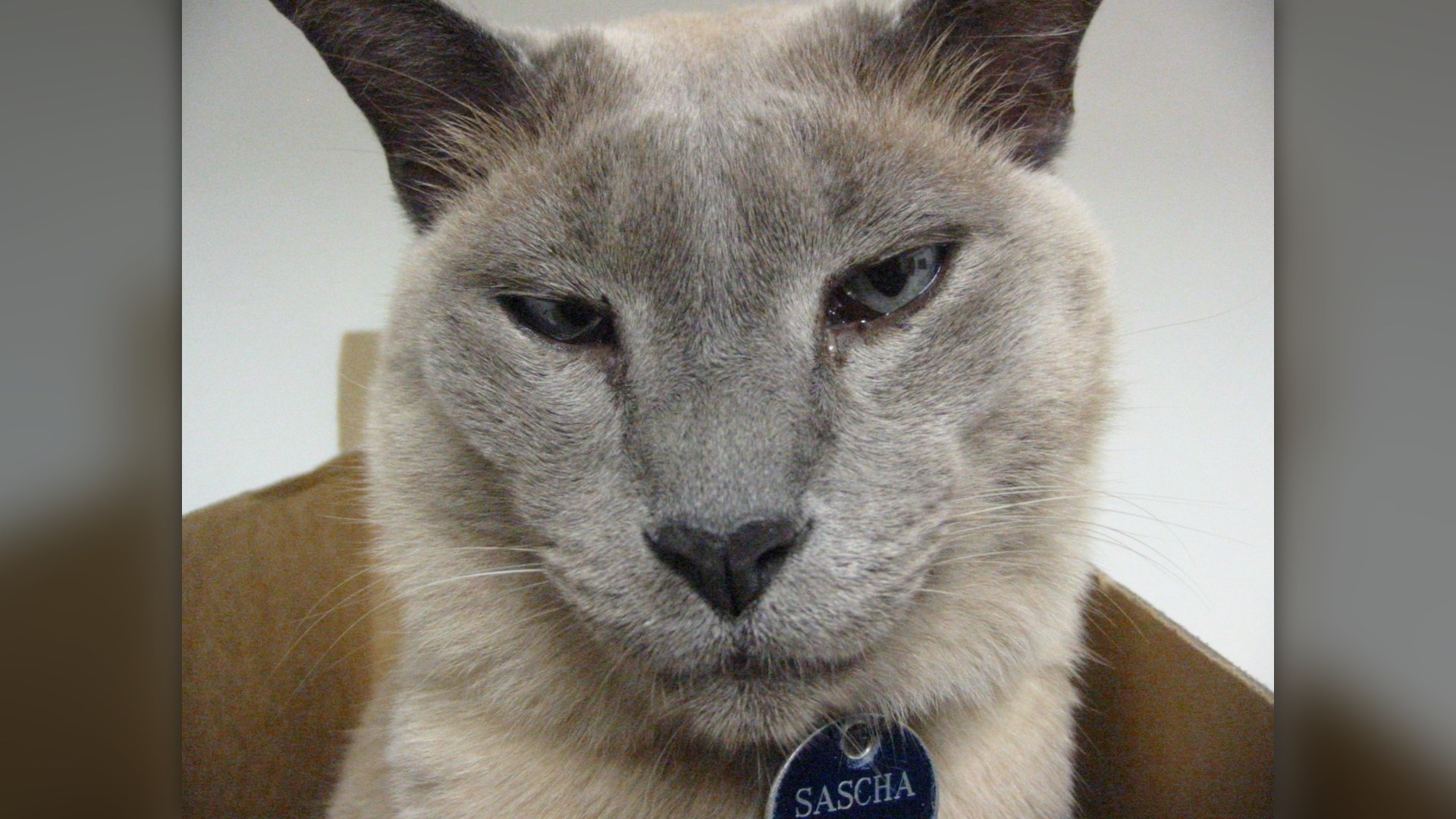 Mink-pointed Tonkinese cat with aqua-blue eyes