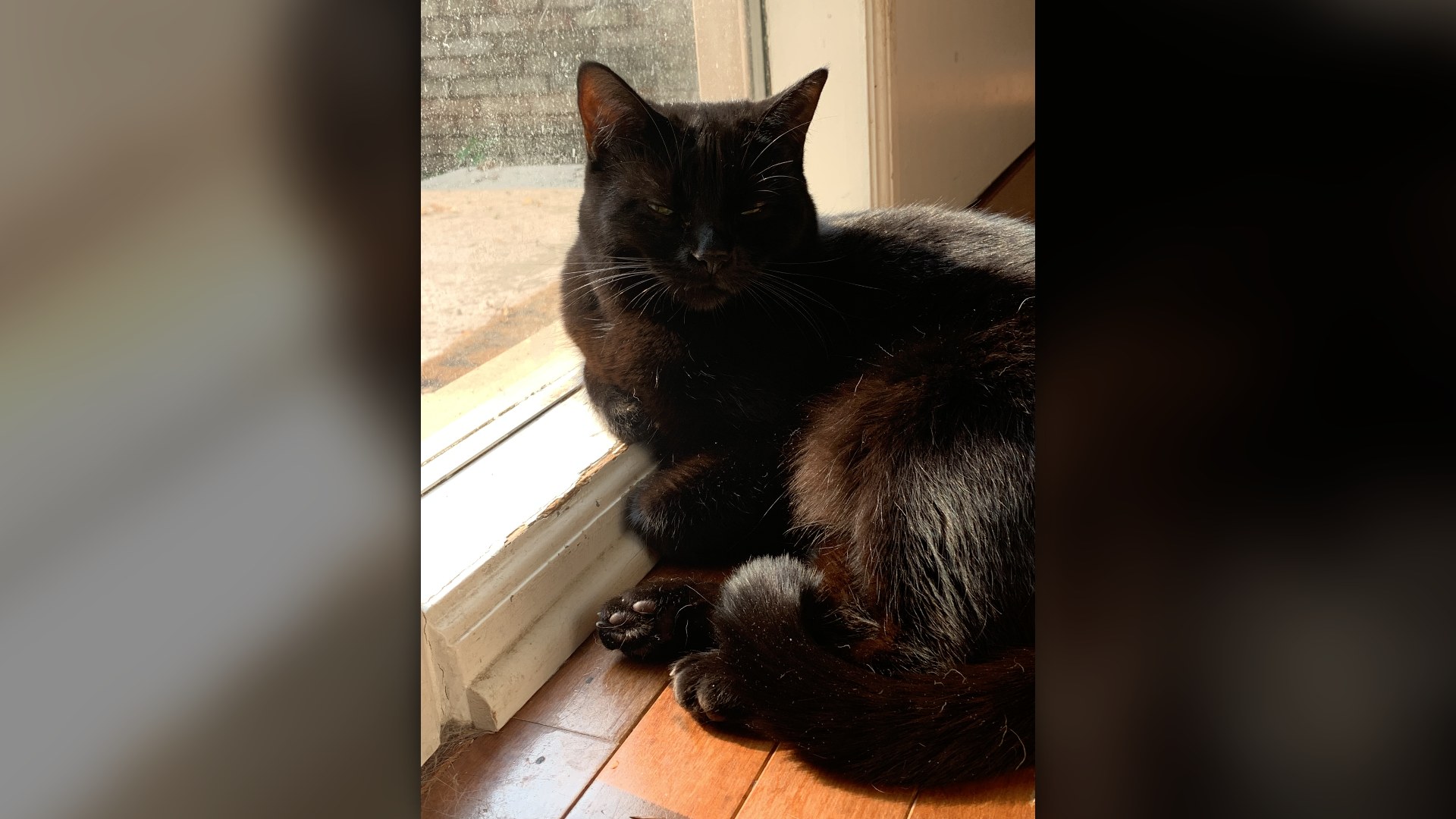 Black domestic shorthair cat resting by a window
