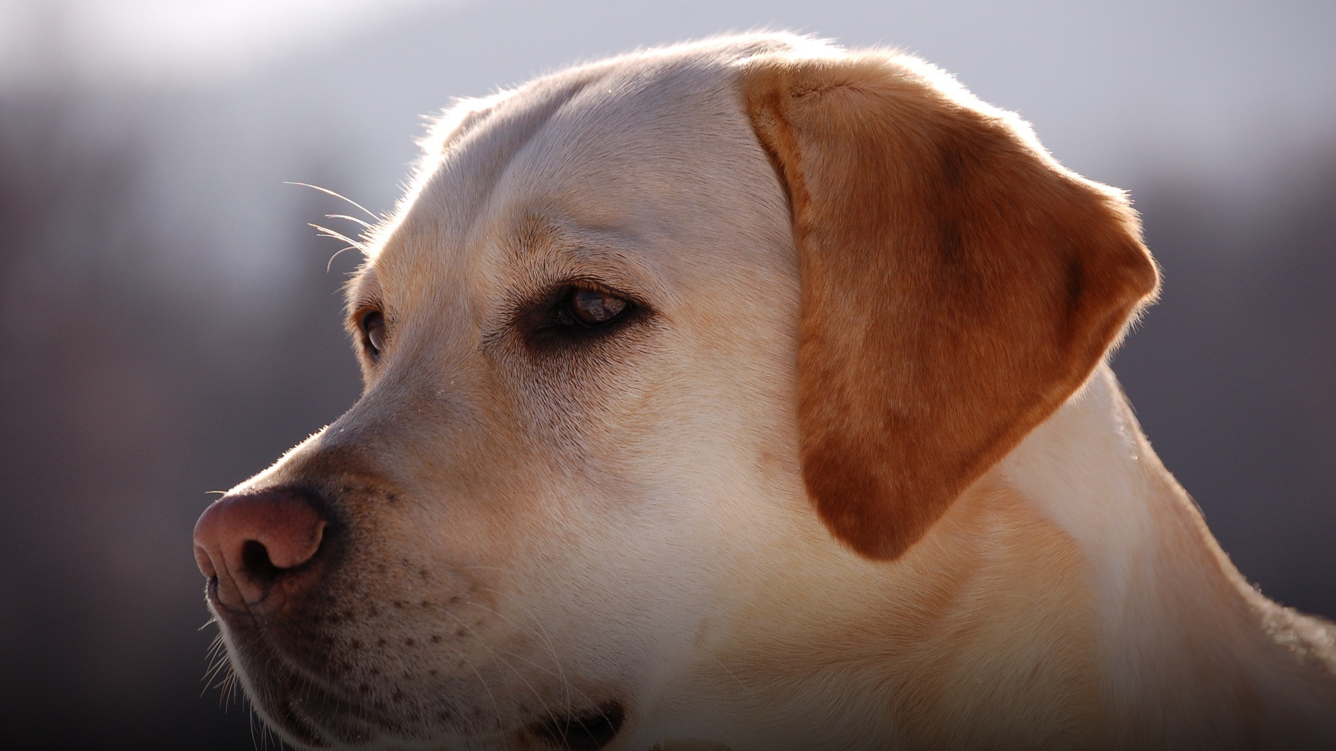 A close-up portrait of a yellow Labrador Retriever showing its gentle muzzle and expressive eyes.