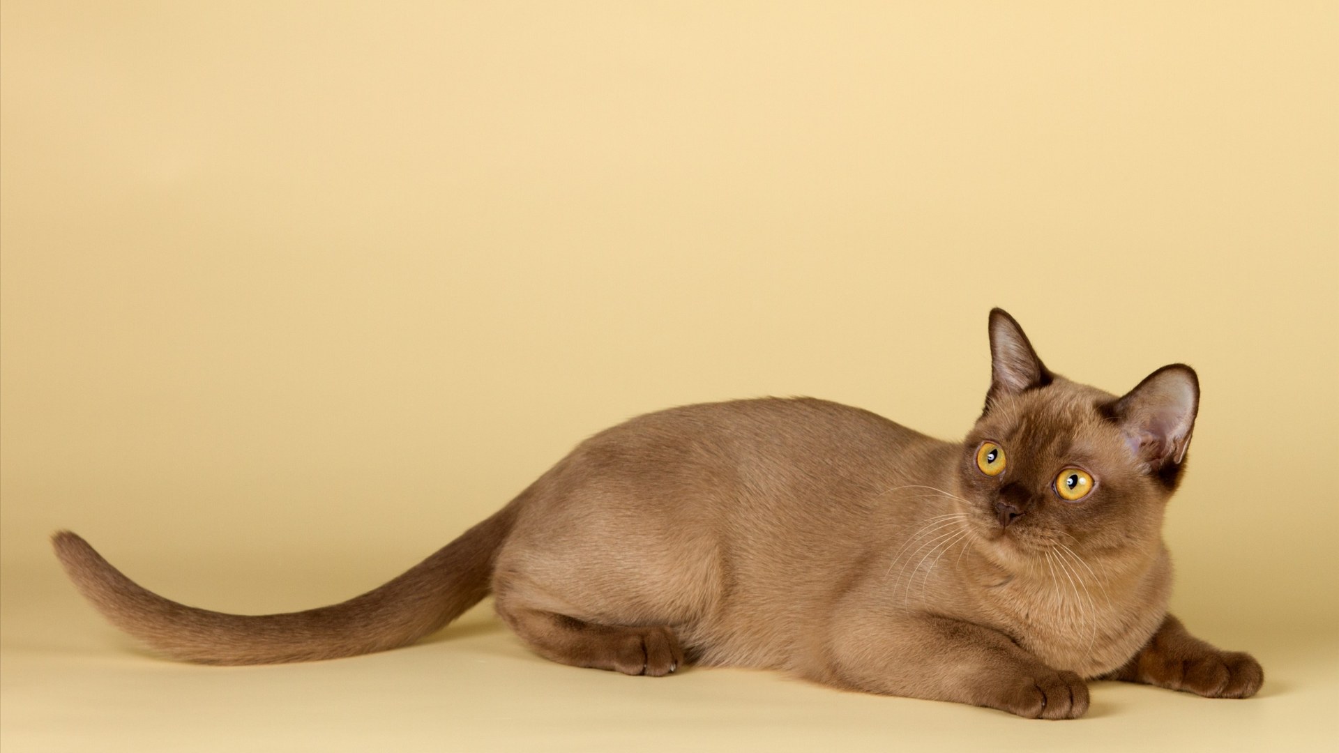 Satin-coated champagne Burmese cat with golden eyes