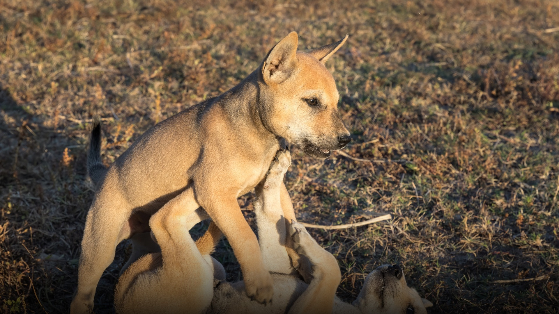 Two dogs interacting outdoors under golden hour light, showing expressive body language.