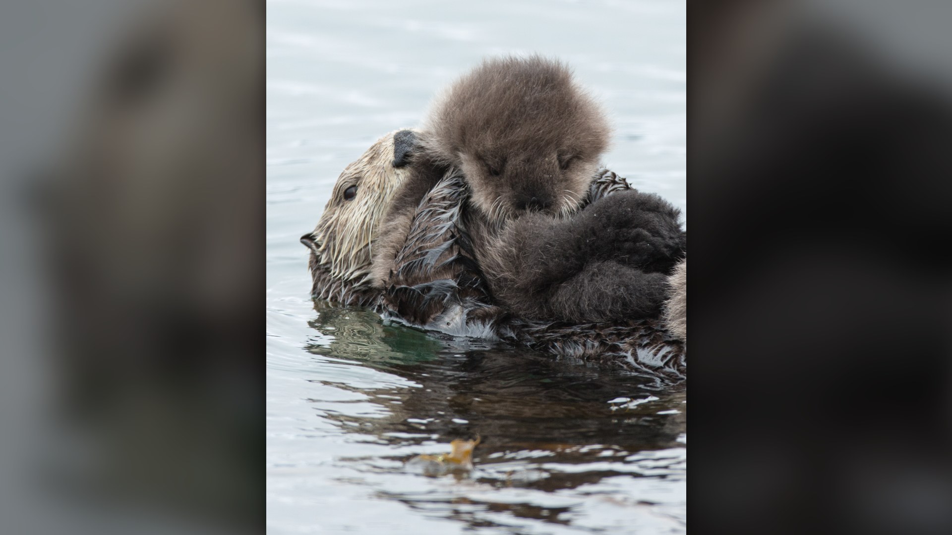 5. Sea Otter Pups Floating In The Cold