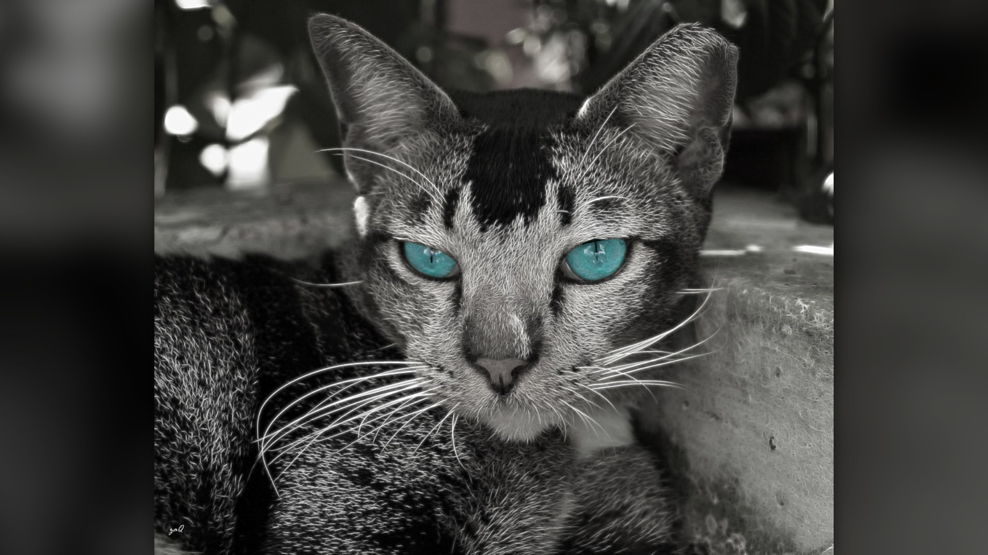7. A Group Of Cats Is Called A Clowder