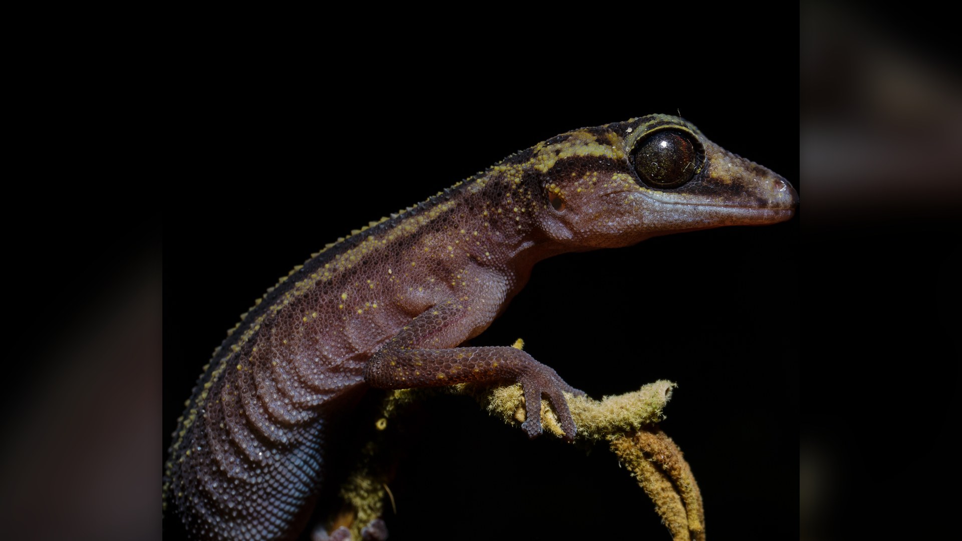 13. Satanic Leaf-Tailed Gecko