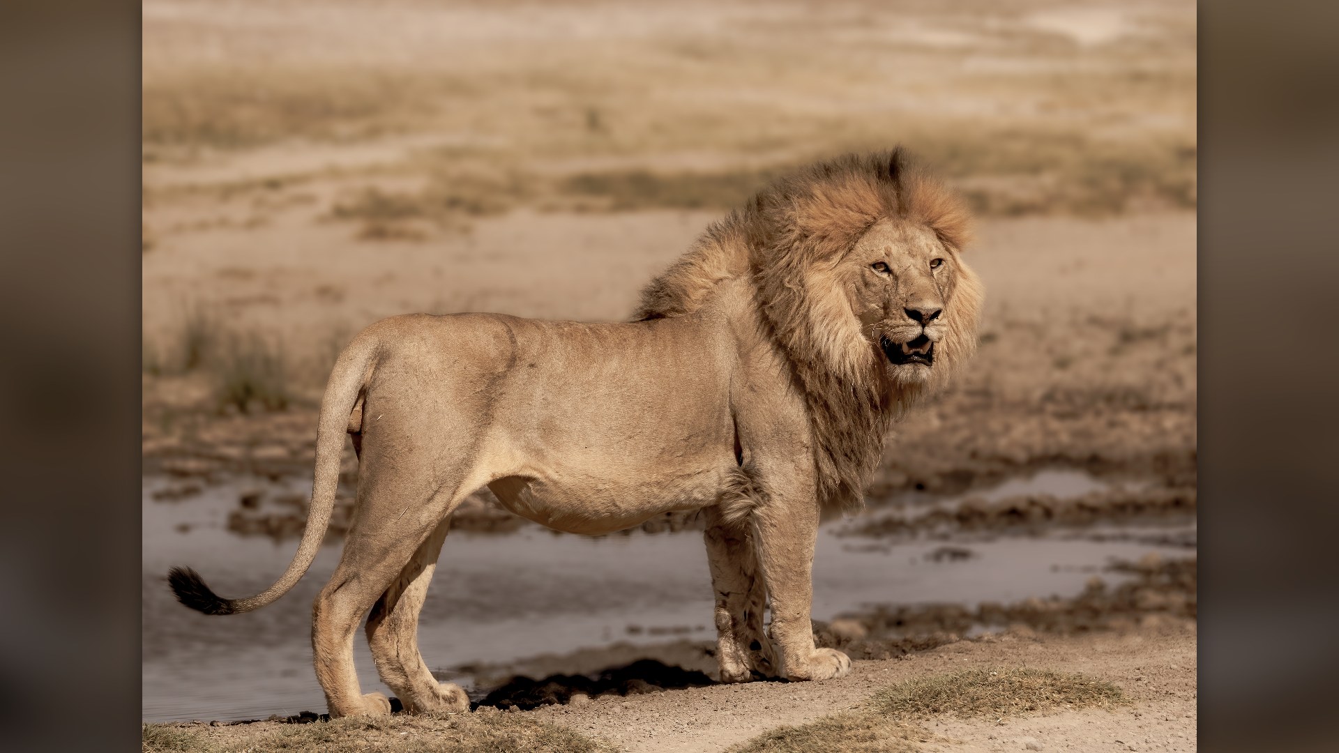 5. The Dark Mane Signal