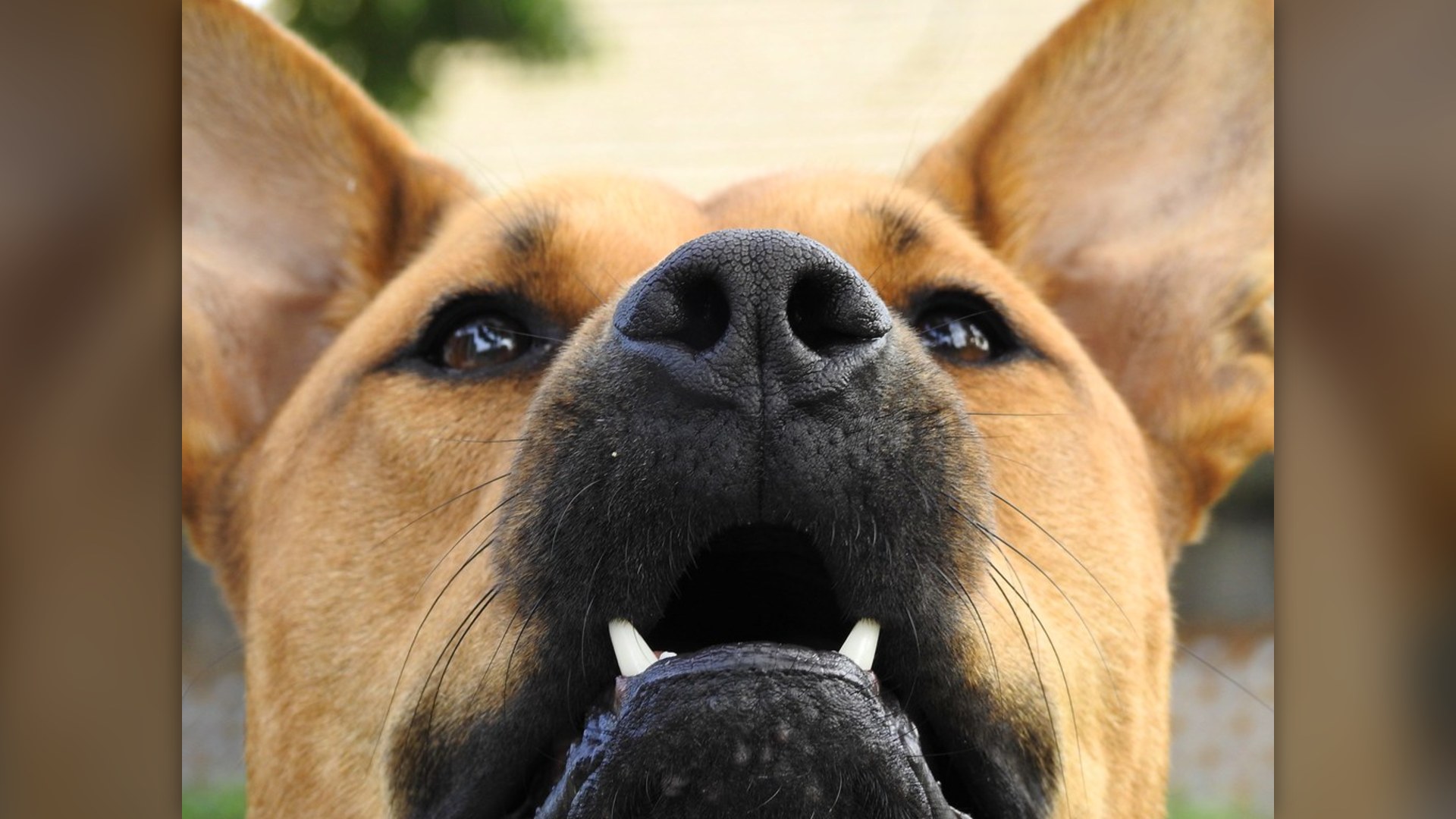 Closeup of a dog's wet nose and sensory receptors