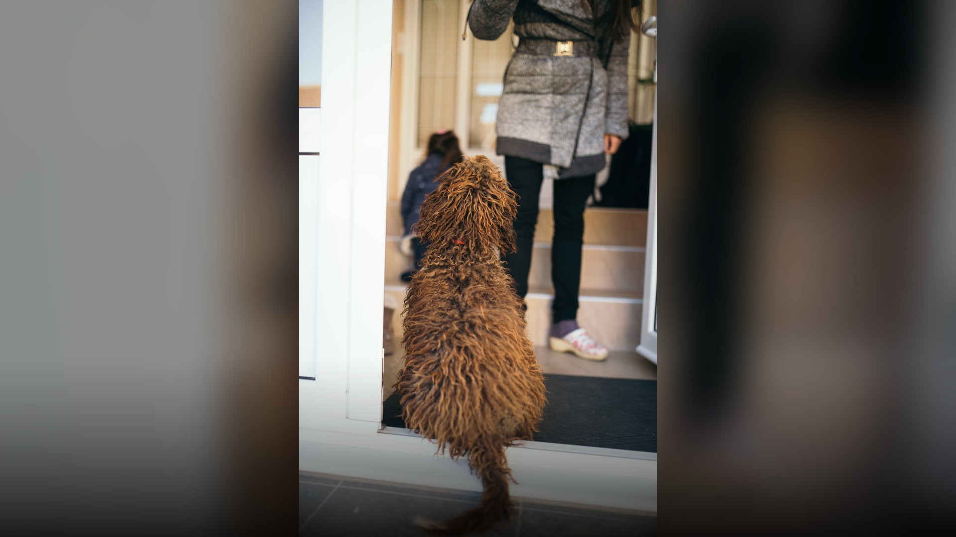 A curly-haired brown dog sitting patiently by the door anticipating its owner's arrival.