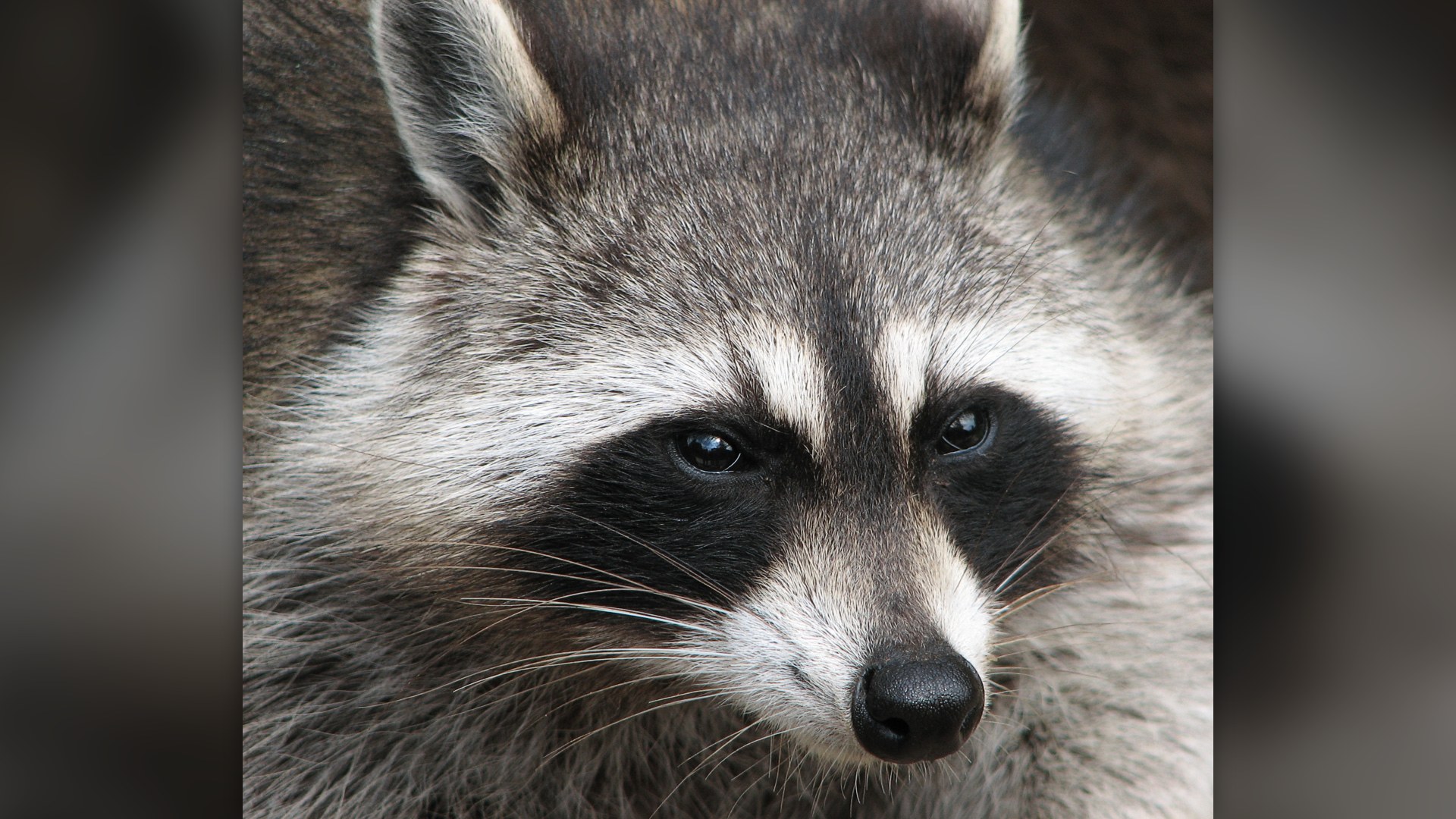 A wild raccoon looking around in nature