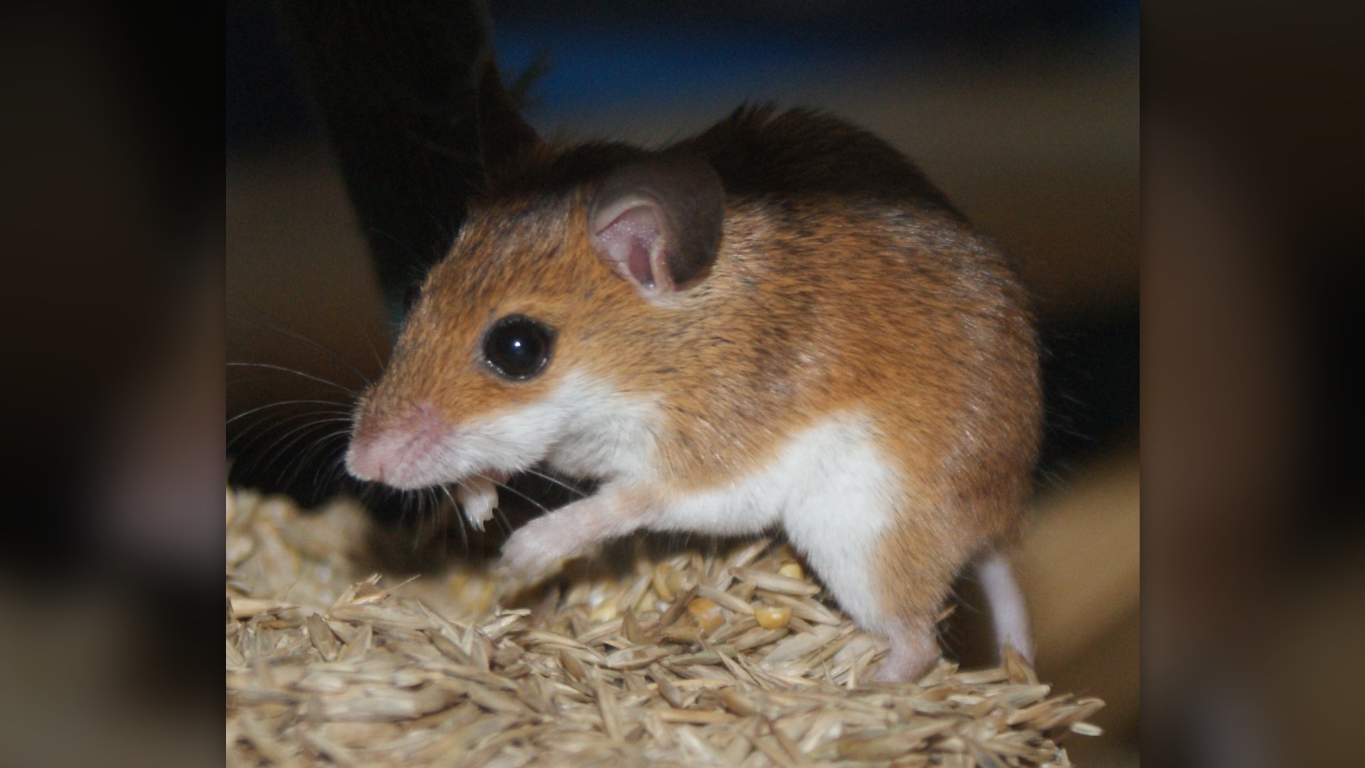 African pygmy mouse feeding on seeds