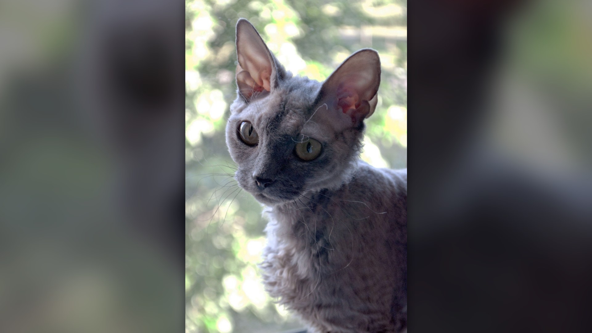 Pixie-faced Devon Rex cat with oversized low-set ears