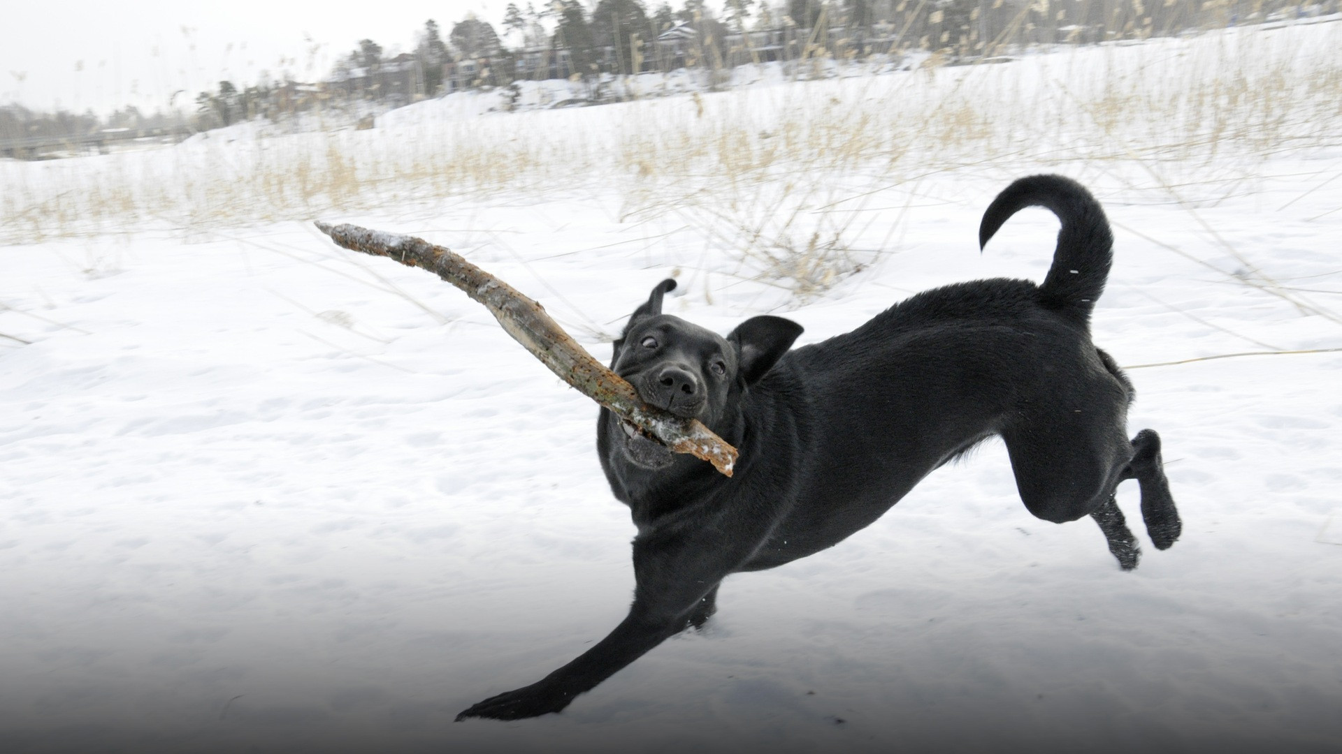 A yellow Labrador Retriever running playfully through deep winter snow with a stick.