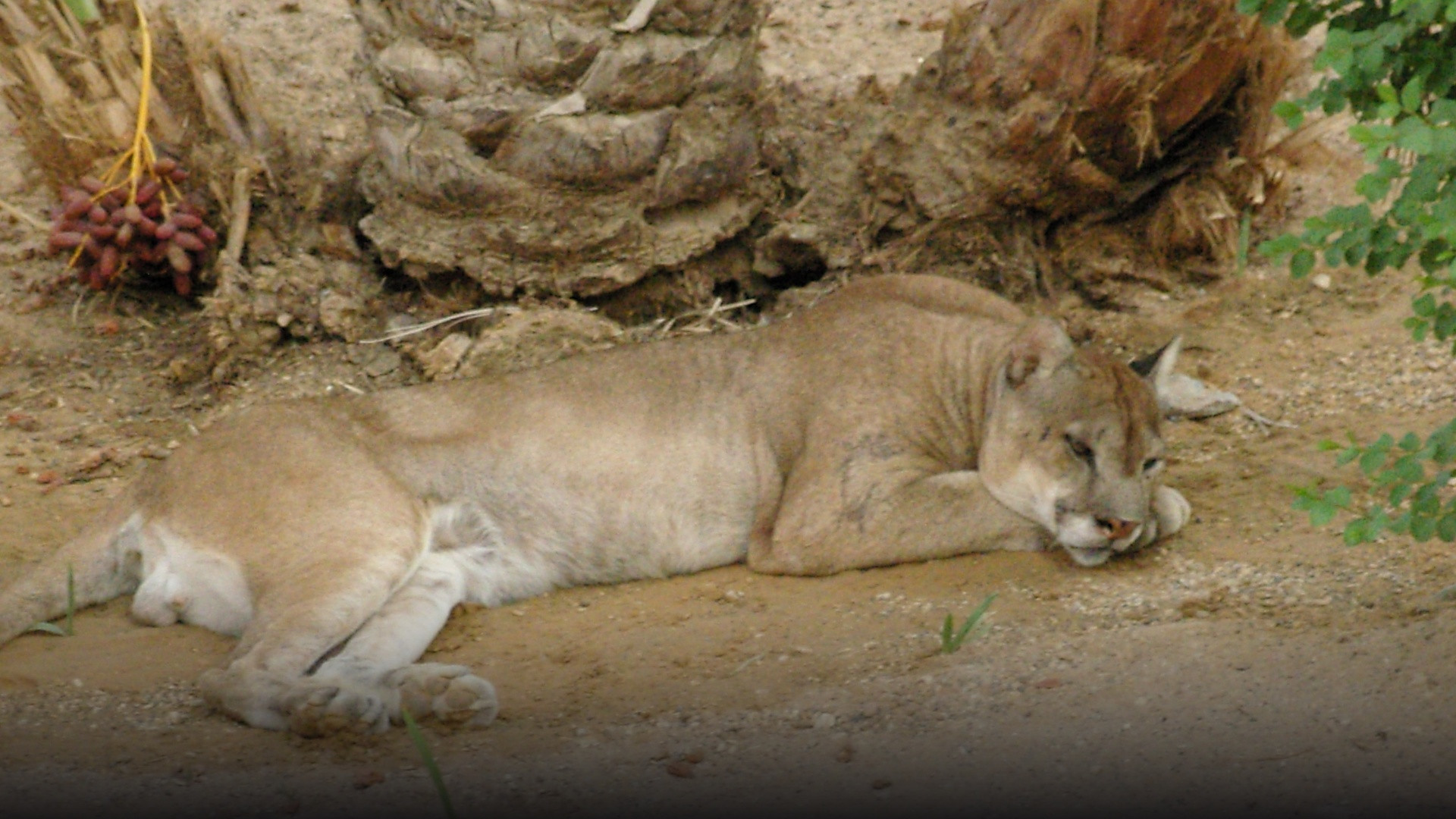 A powerful mountain lion perched alertly on a woodland rocky outcrop.