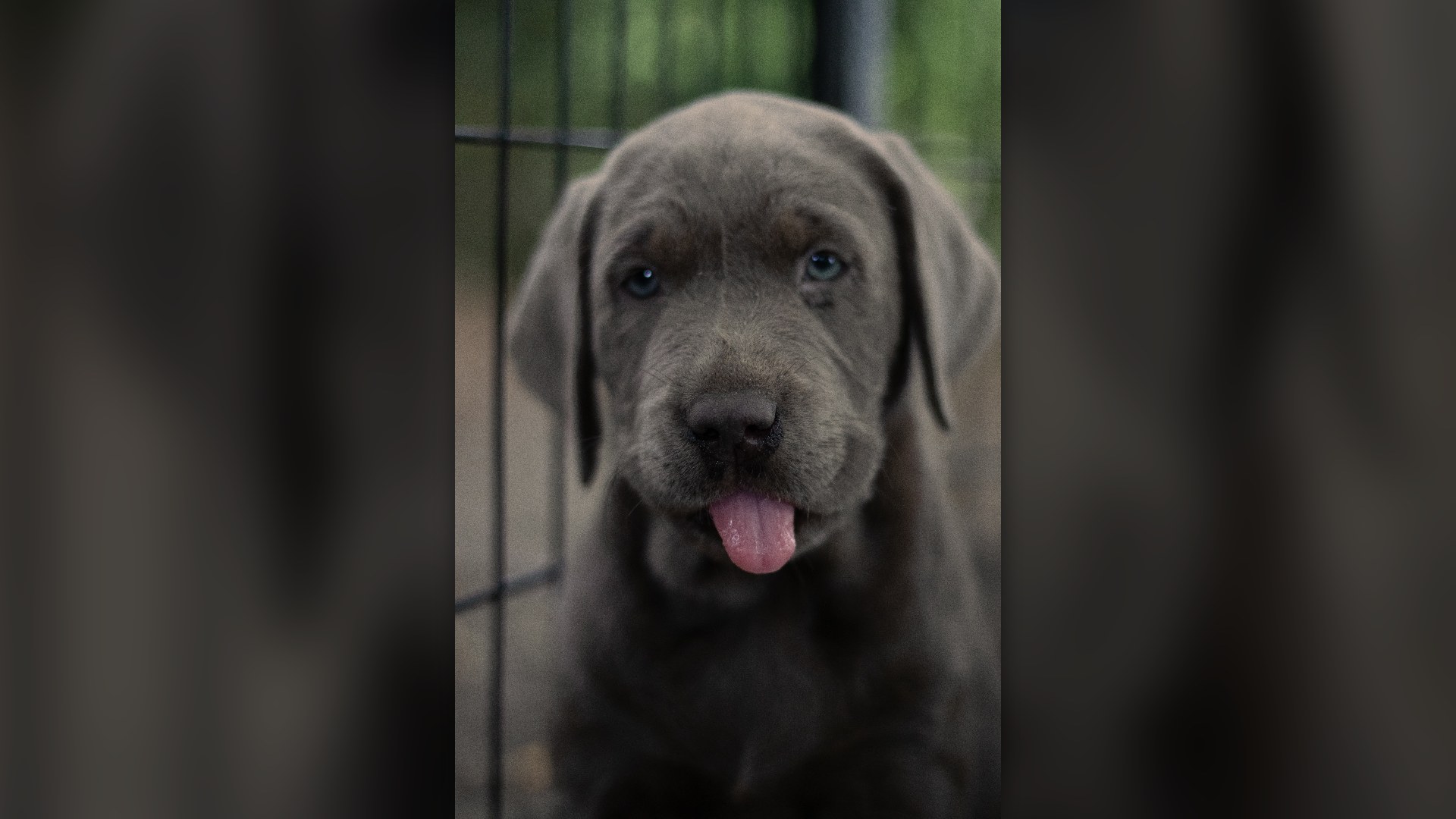 A young labrador puppy licking eagerly with tongue out