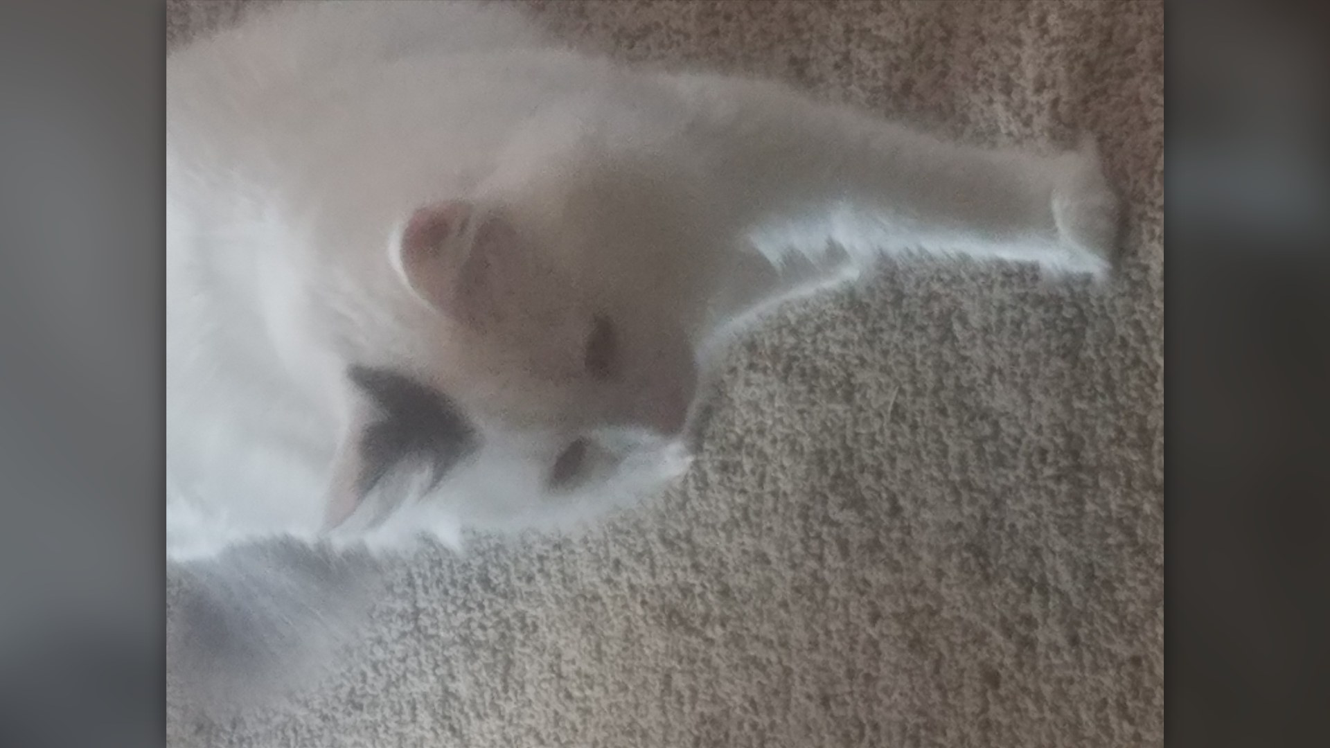 Turkish Van cat with auburn head markings and white coat