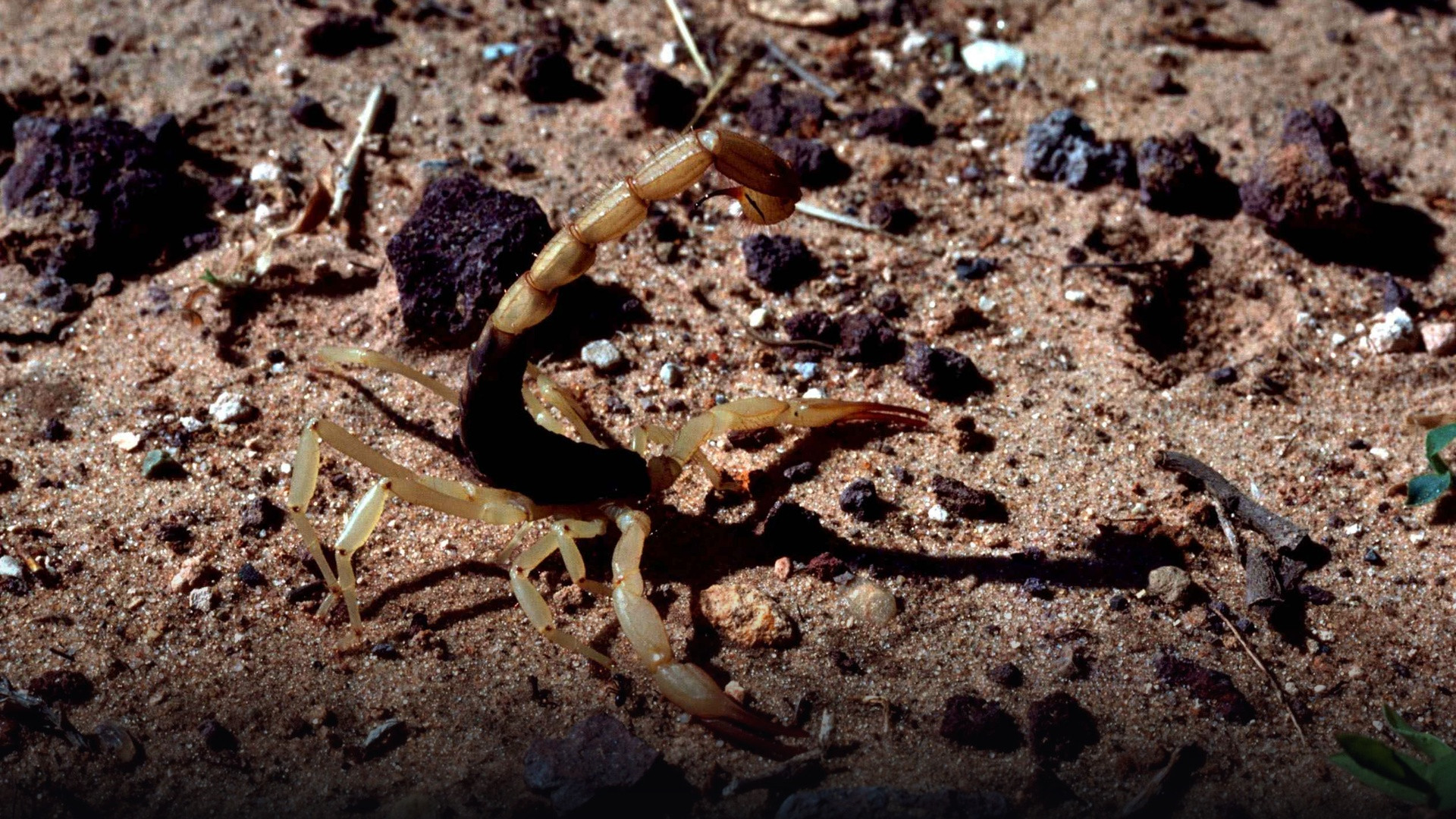 A yellowish Arizona bark scorpion displaying its raised curved stinger in the Sonoran desert.