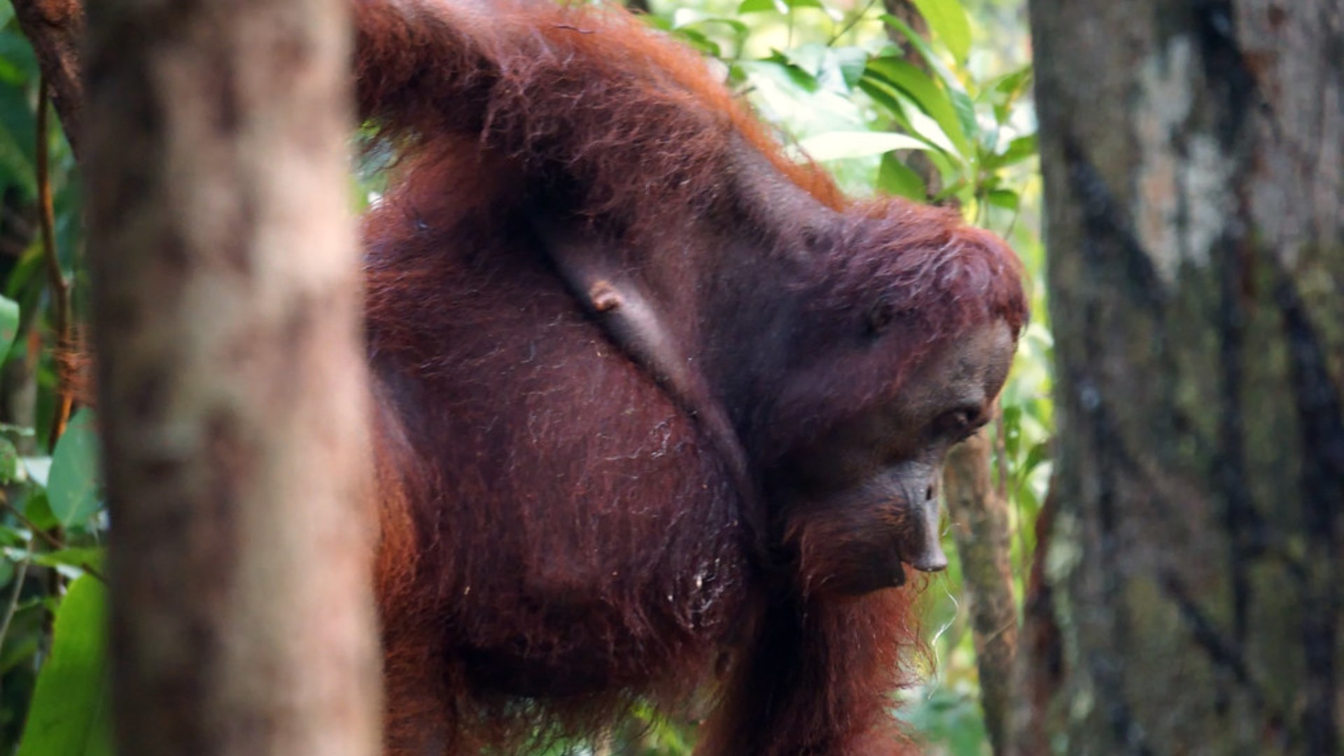 7. Chimpanzee Mothers Grieve Lost Infants