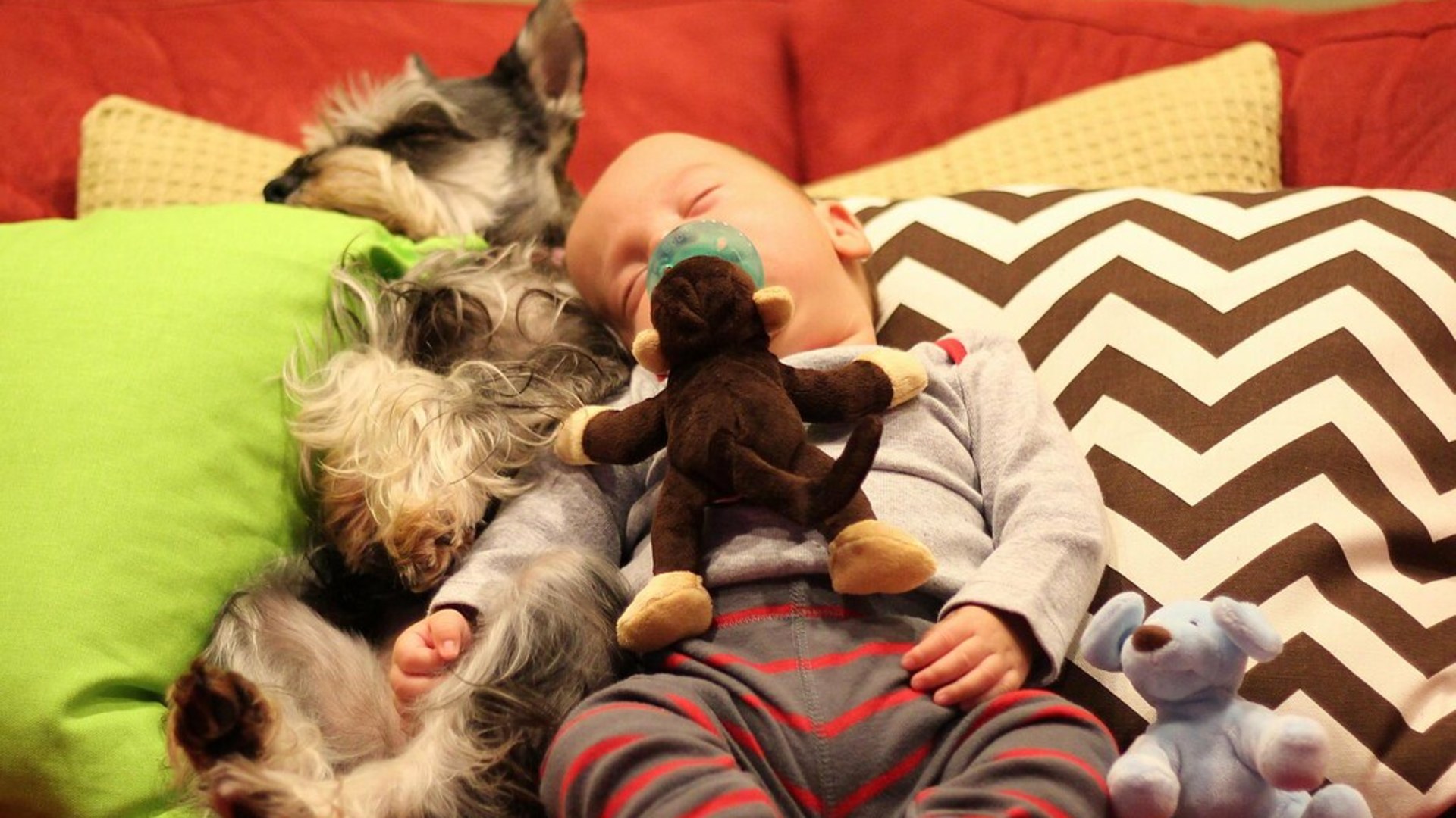 Two dogs resting together and grooming each other