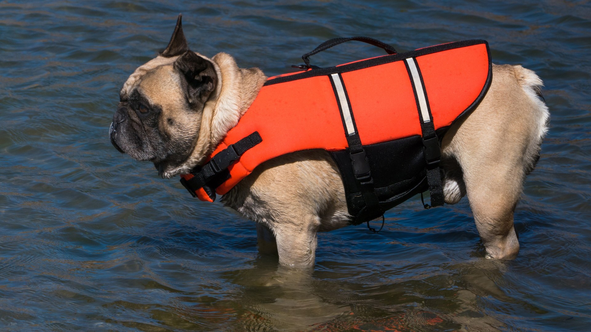 Dog swimming in water wearing a safety flotation life jacket