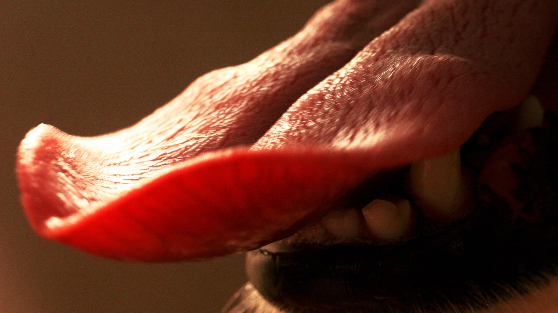 Detailed macro photograph of a dog's tongue surface