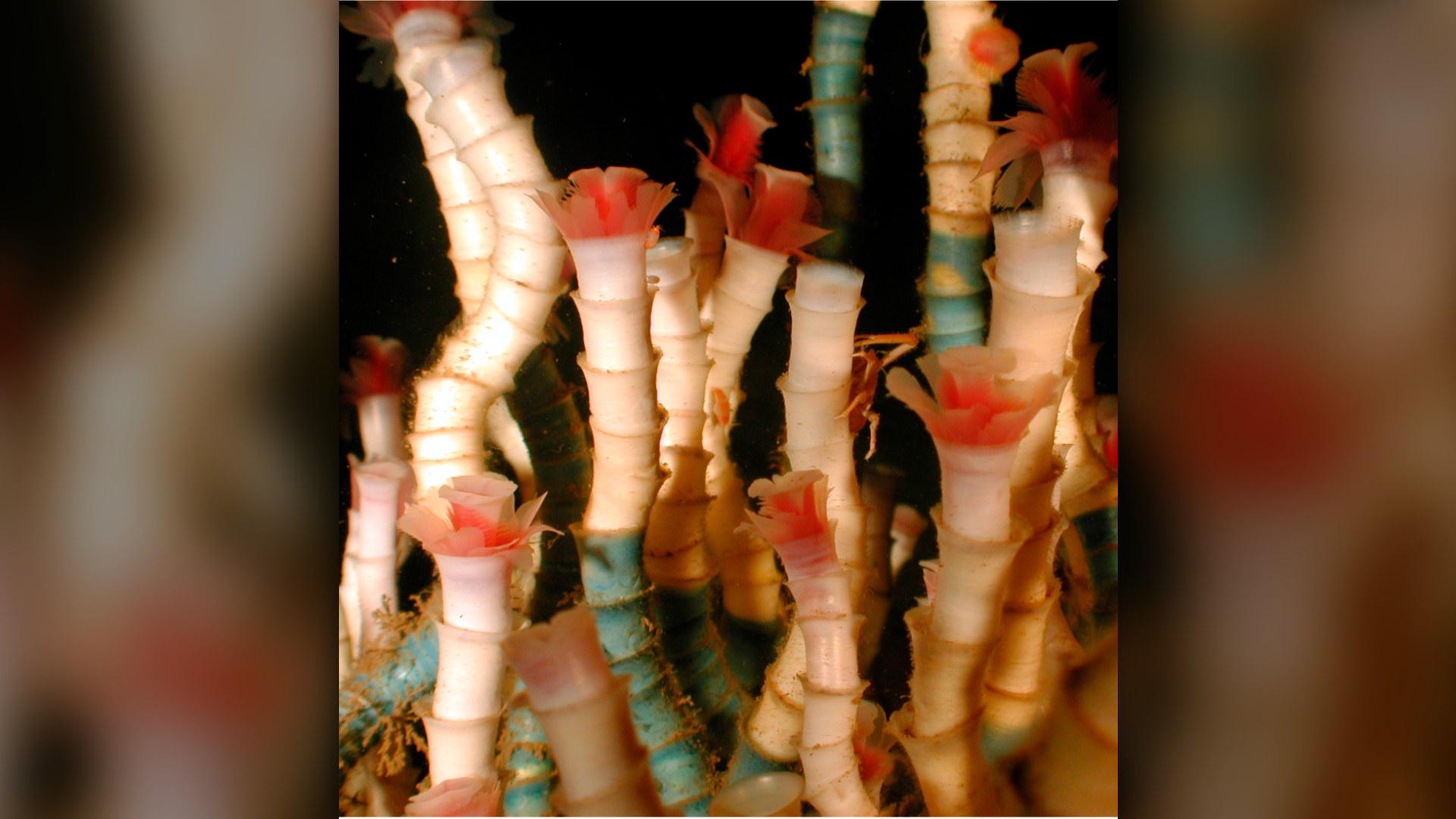 5. Deep-Sea Tubeworm