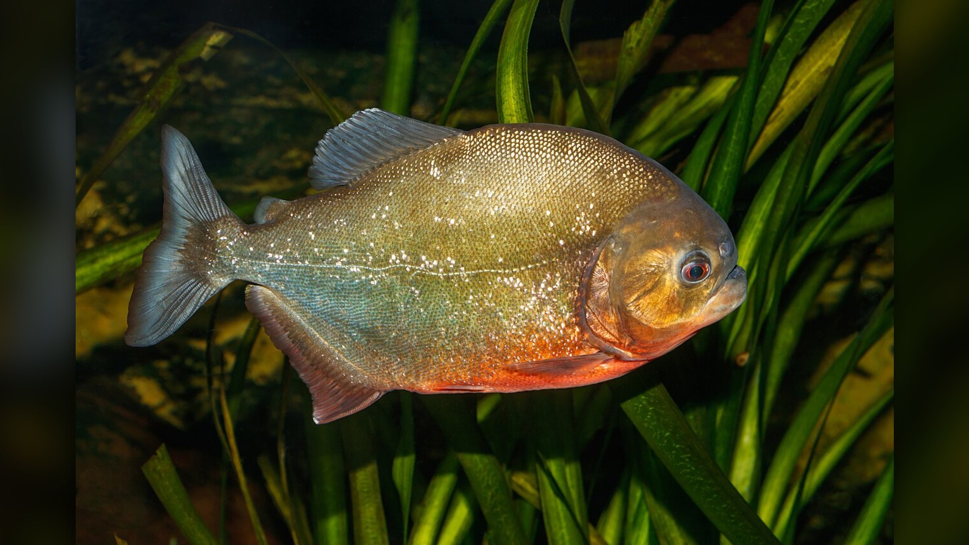 10. Piranha