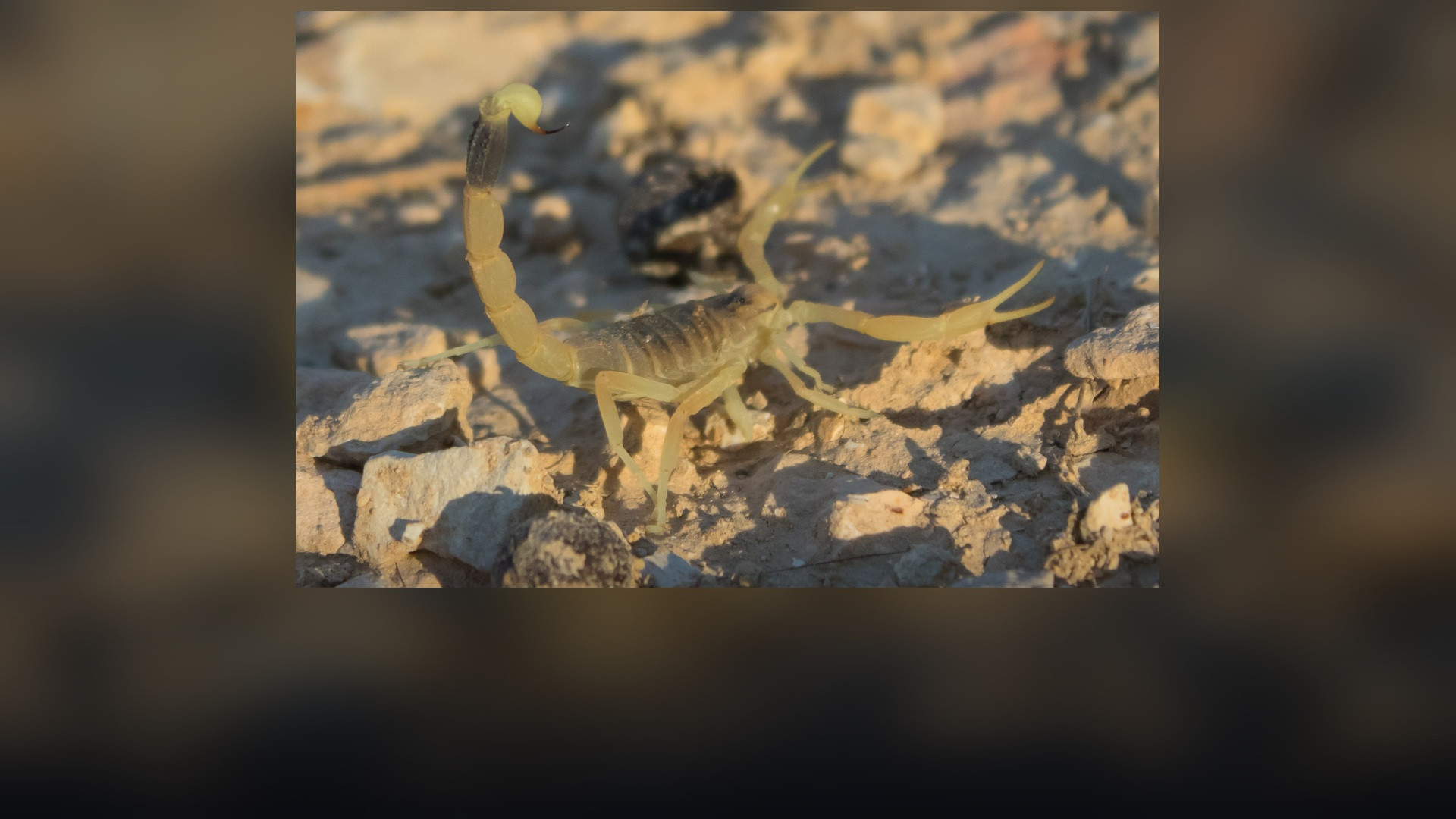 A yellow deathstalker scorpion with poised arched tail and venomous stinger on desert sand.