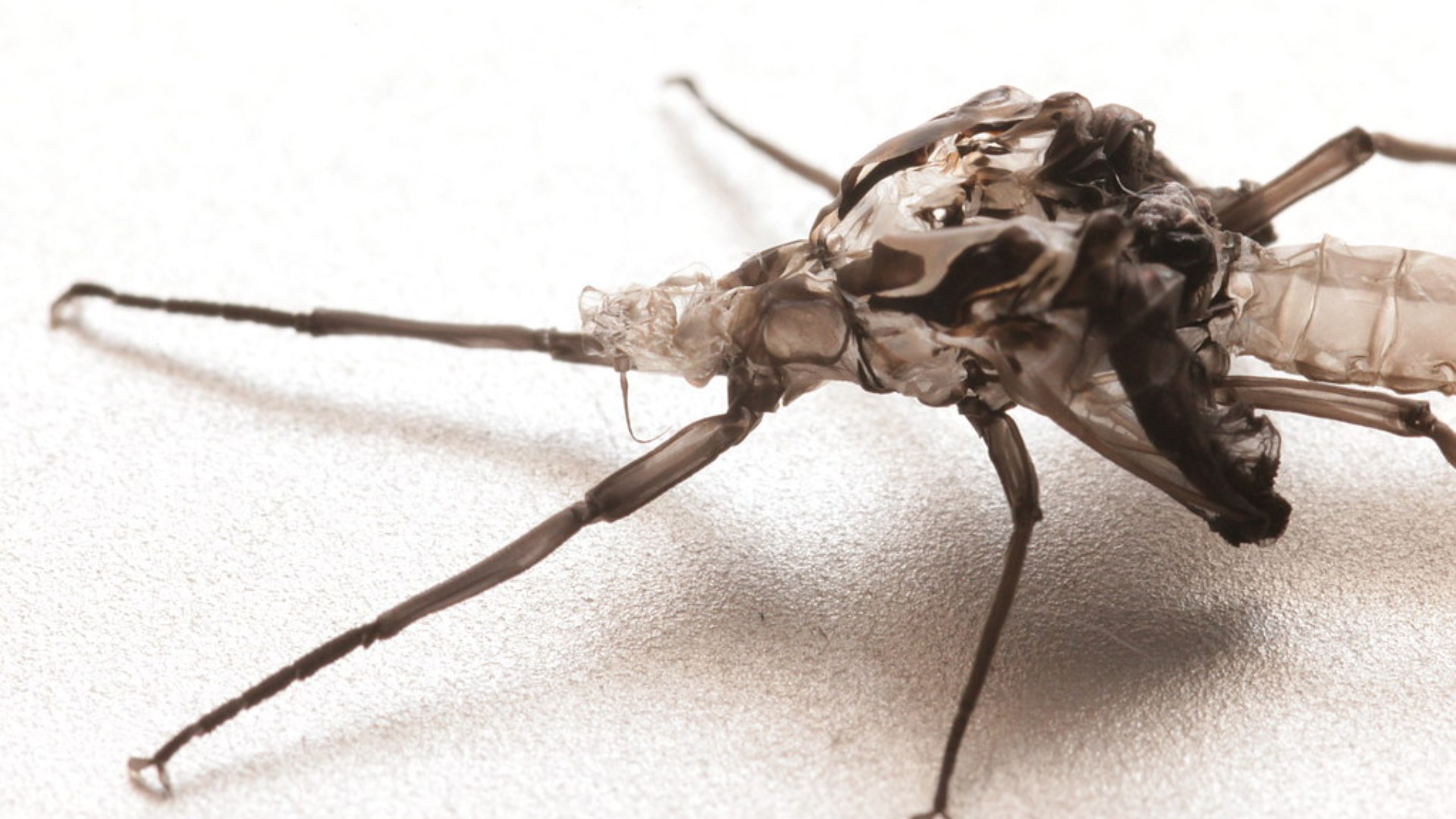 11. Mayflies Starve In Just 24 Hours